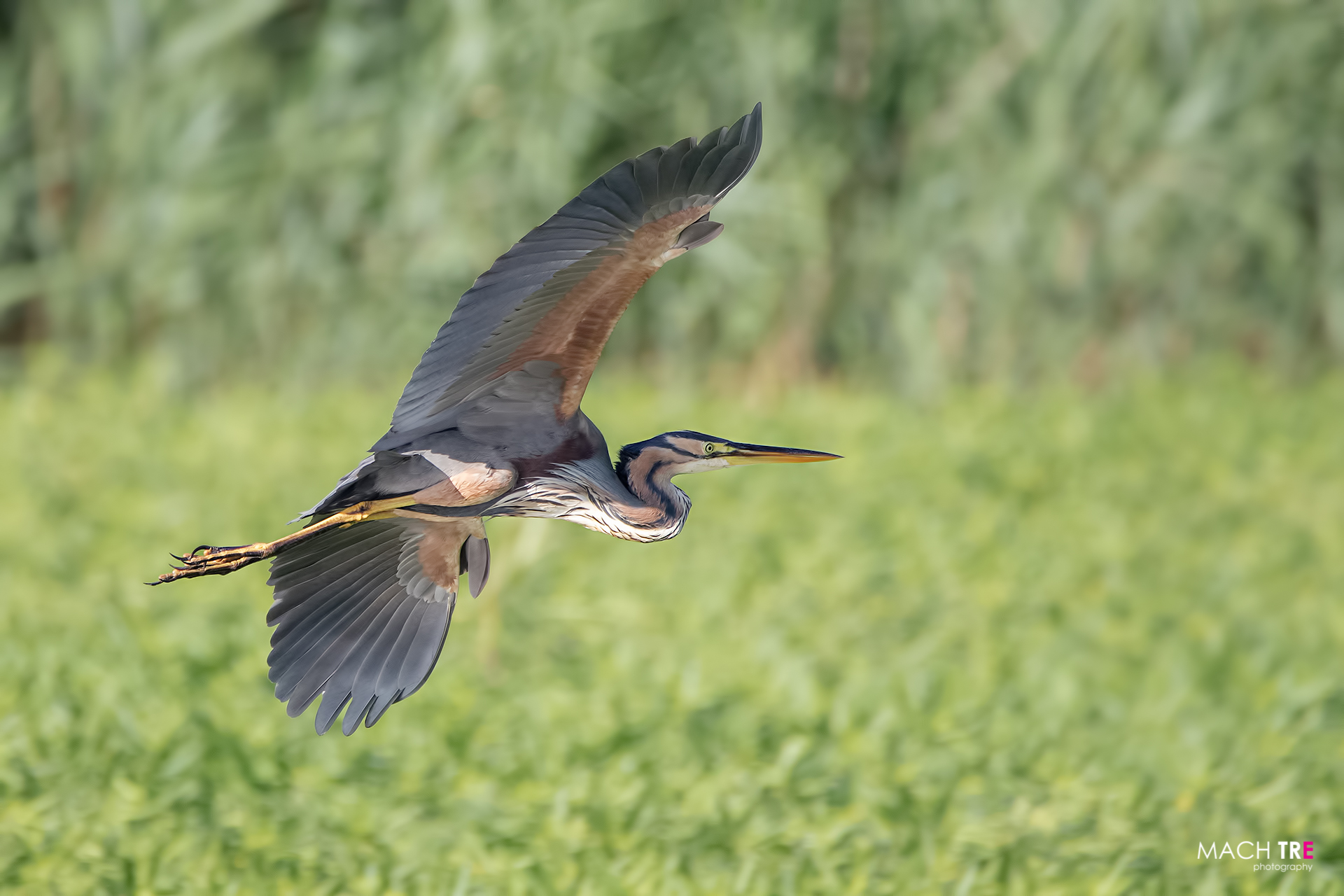 Airone rosso (ardea purpurea)