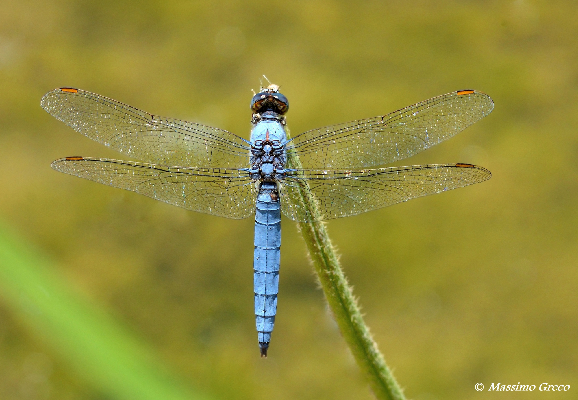 Orthetrum brunneum