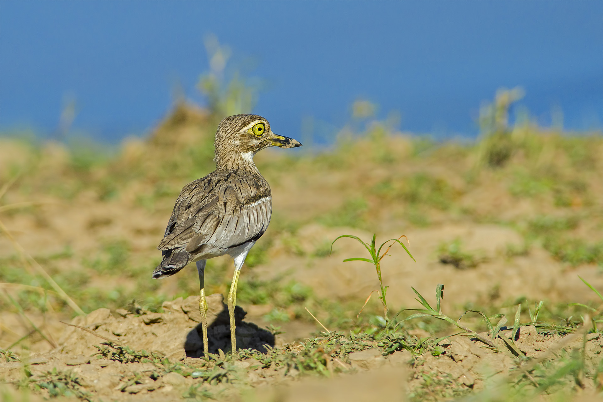 Water Thick-Knee (Occhione vermicolato)