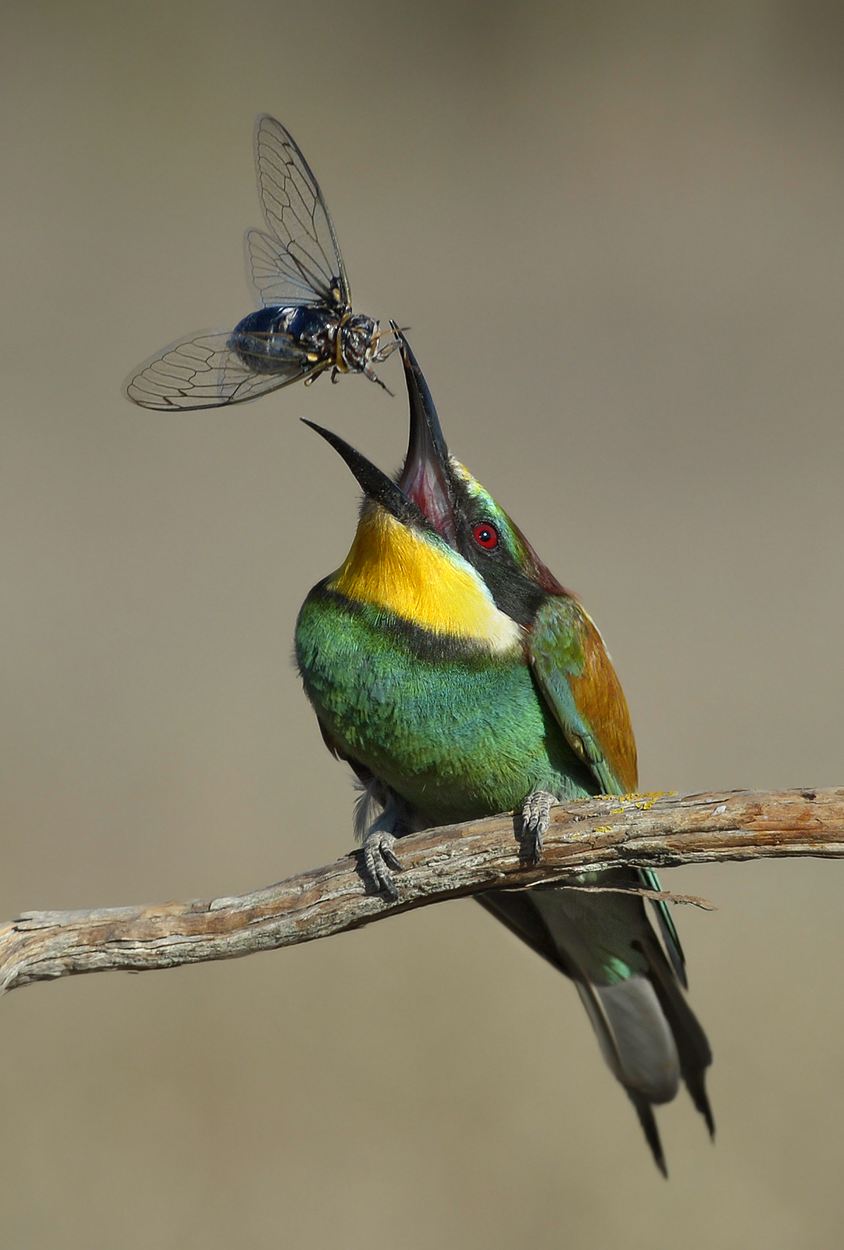 Il gruccione e la cicala.