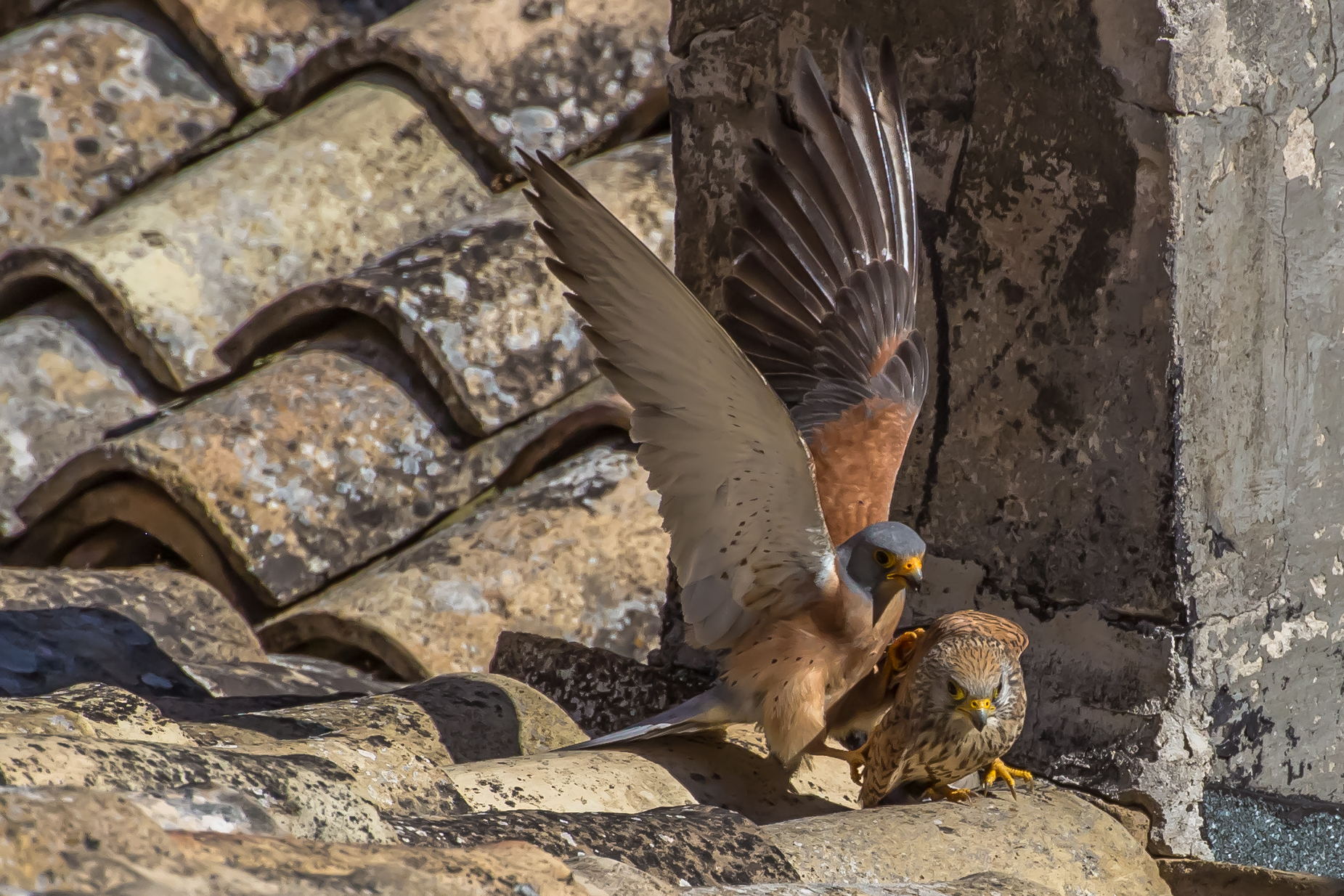 lesser kestrel