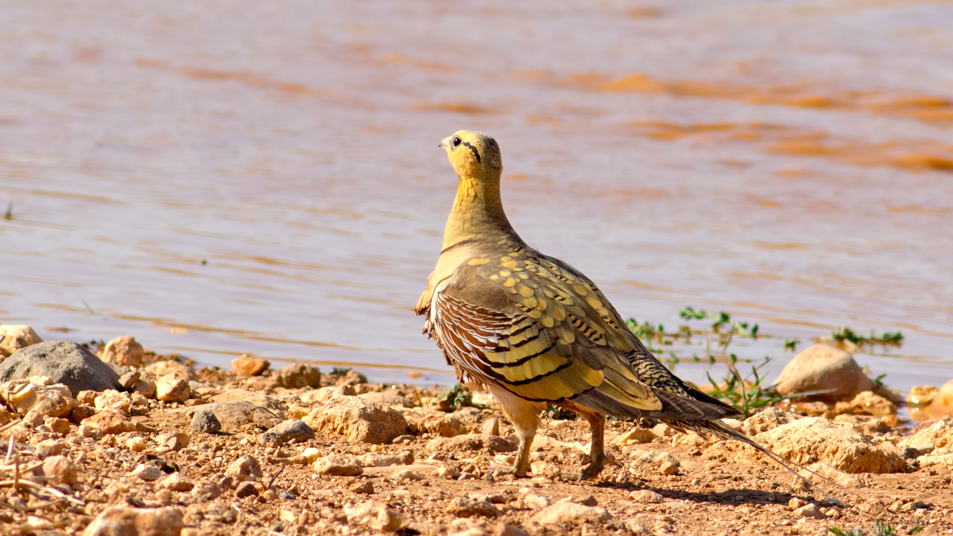 Sandgrouse a coda di pelo / Pterocle alchata