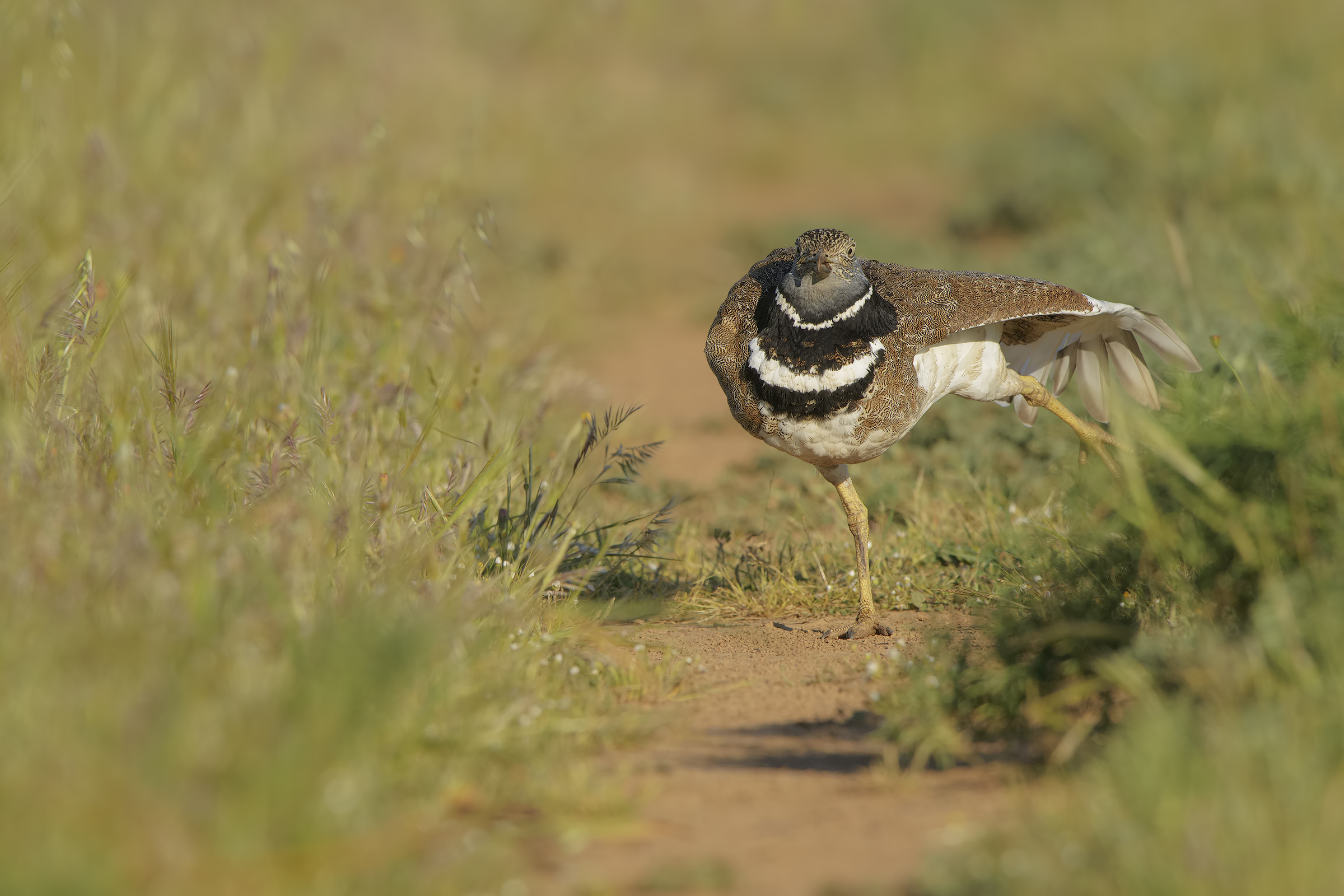 maschio di prataiola in stretching