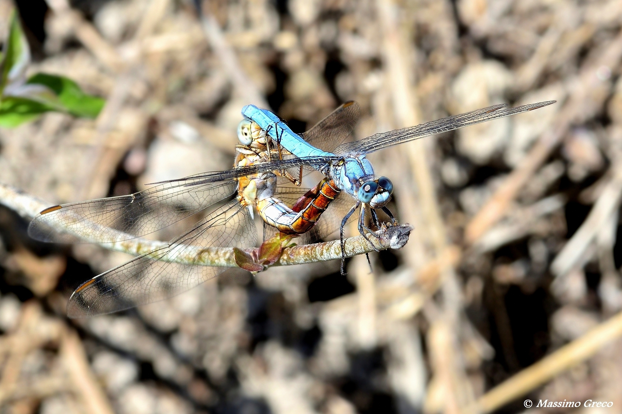 Orthetrum brunneun- copula