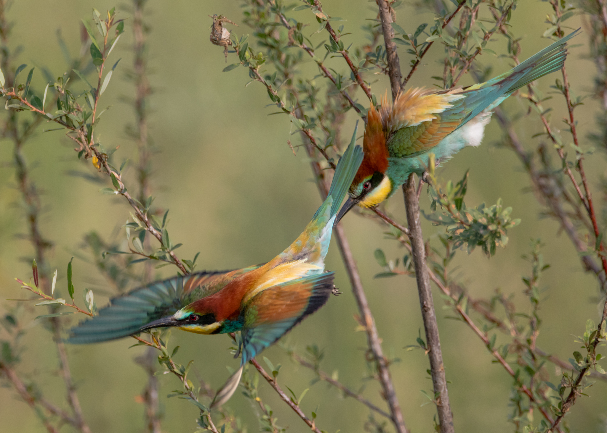 La fuga dopo l'aplesso