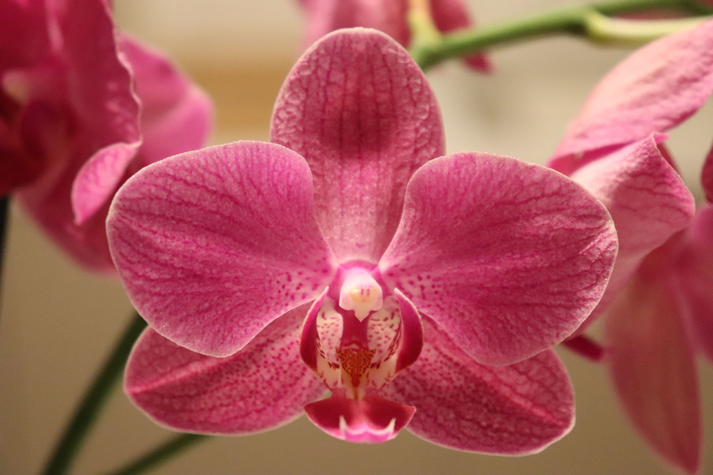 Ritratto di un'orchidea