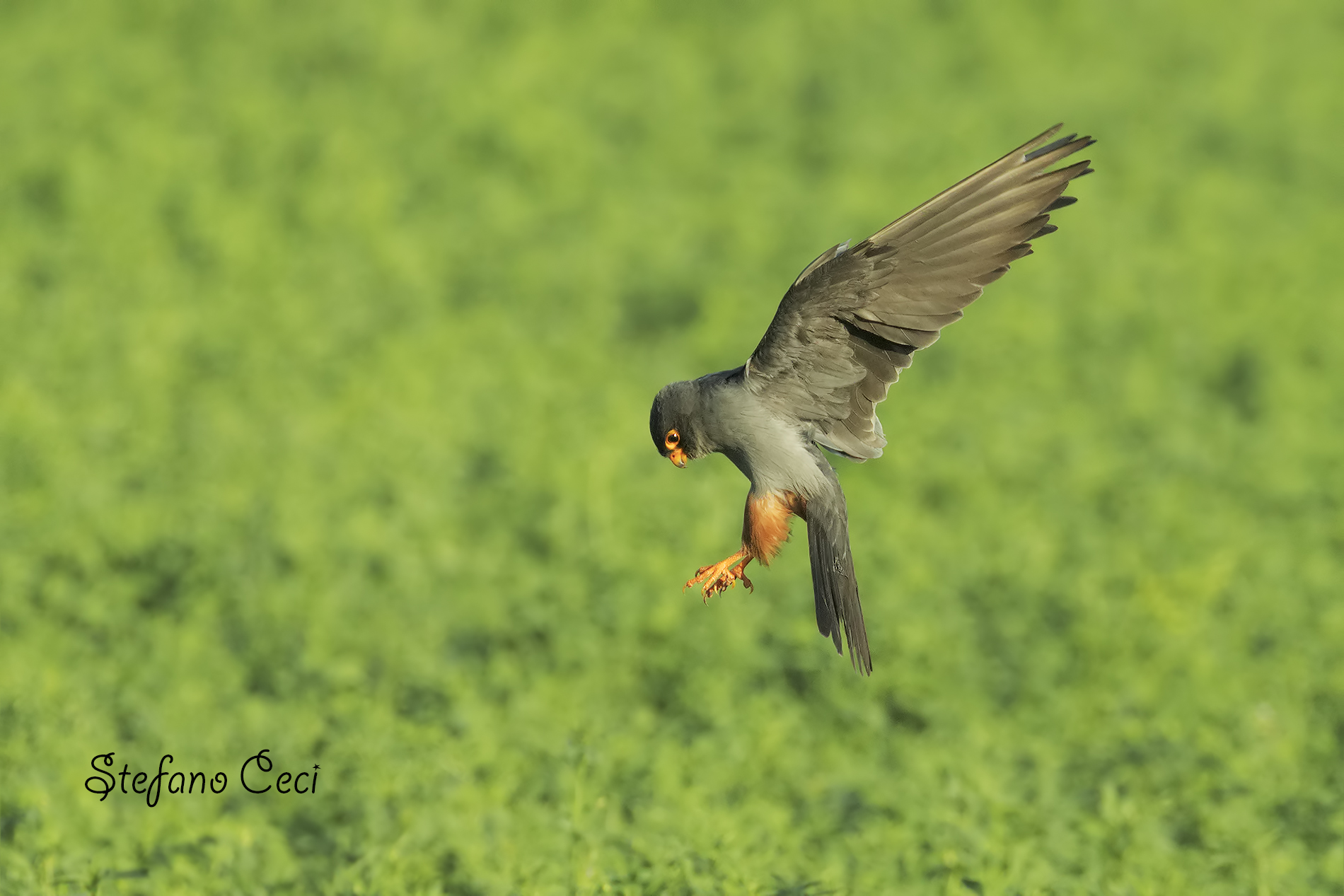 Falco Cuculo maschio