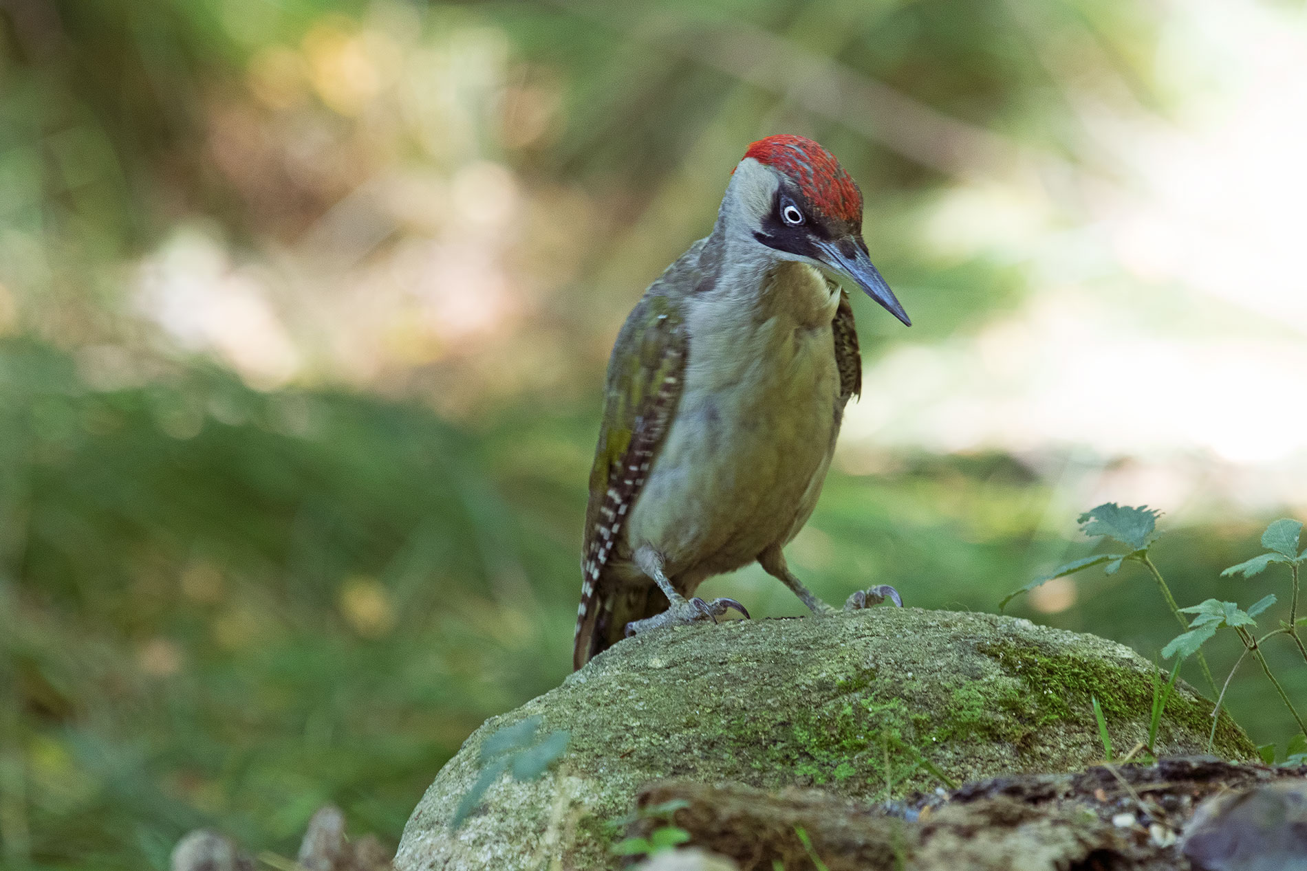 il mio primo picchio verde