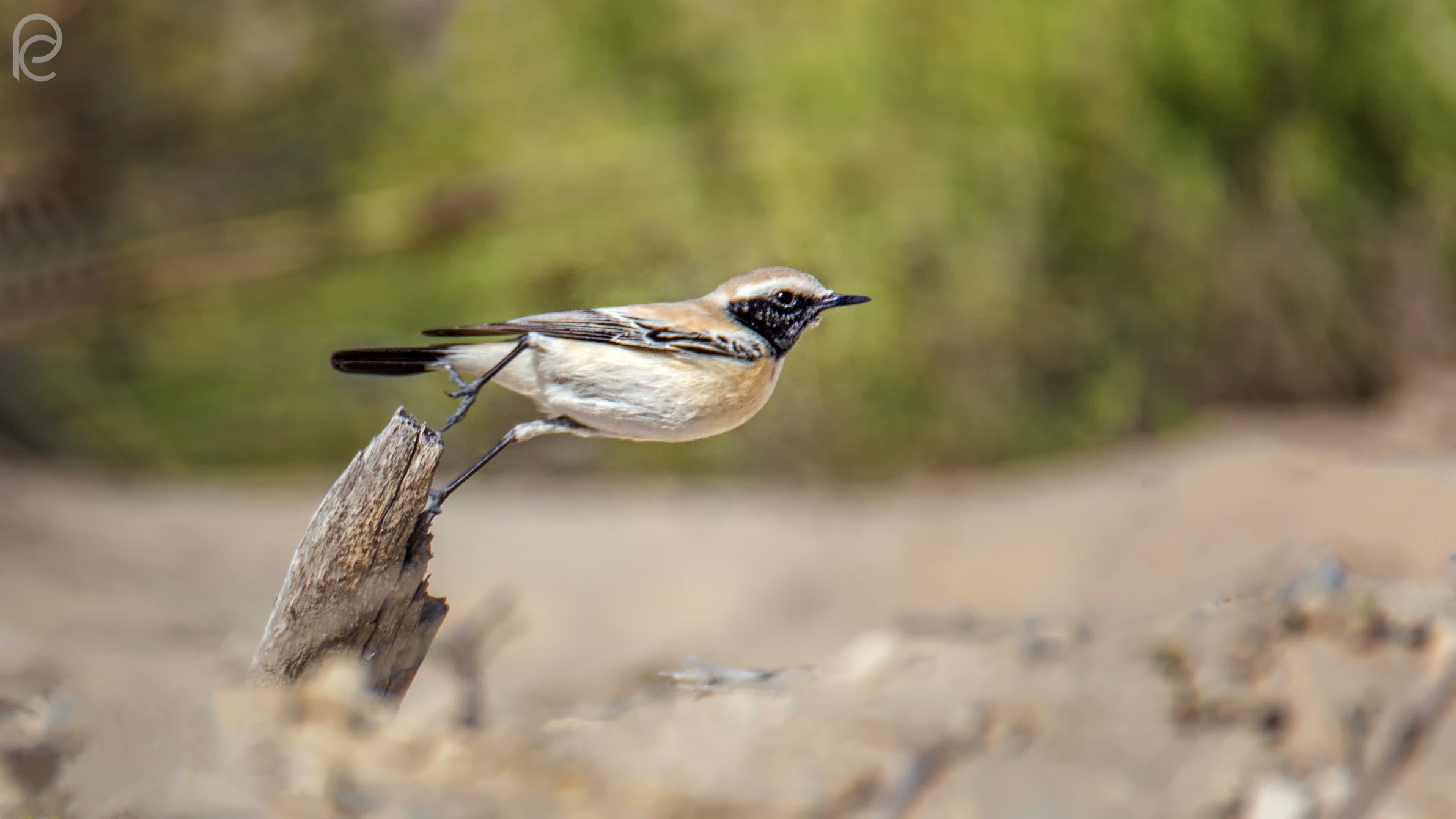 Desert wheatear