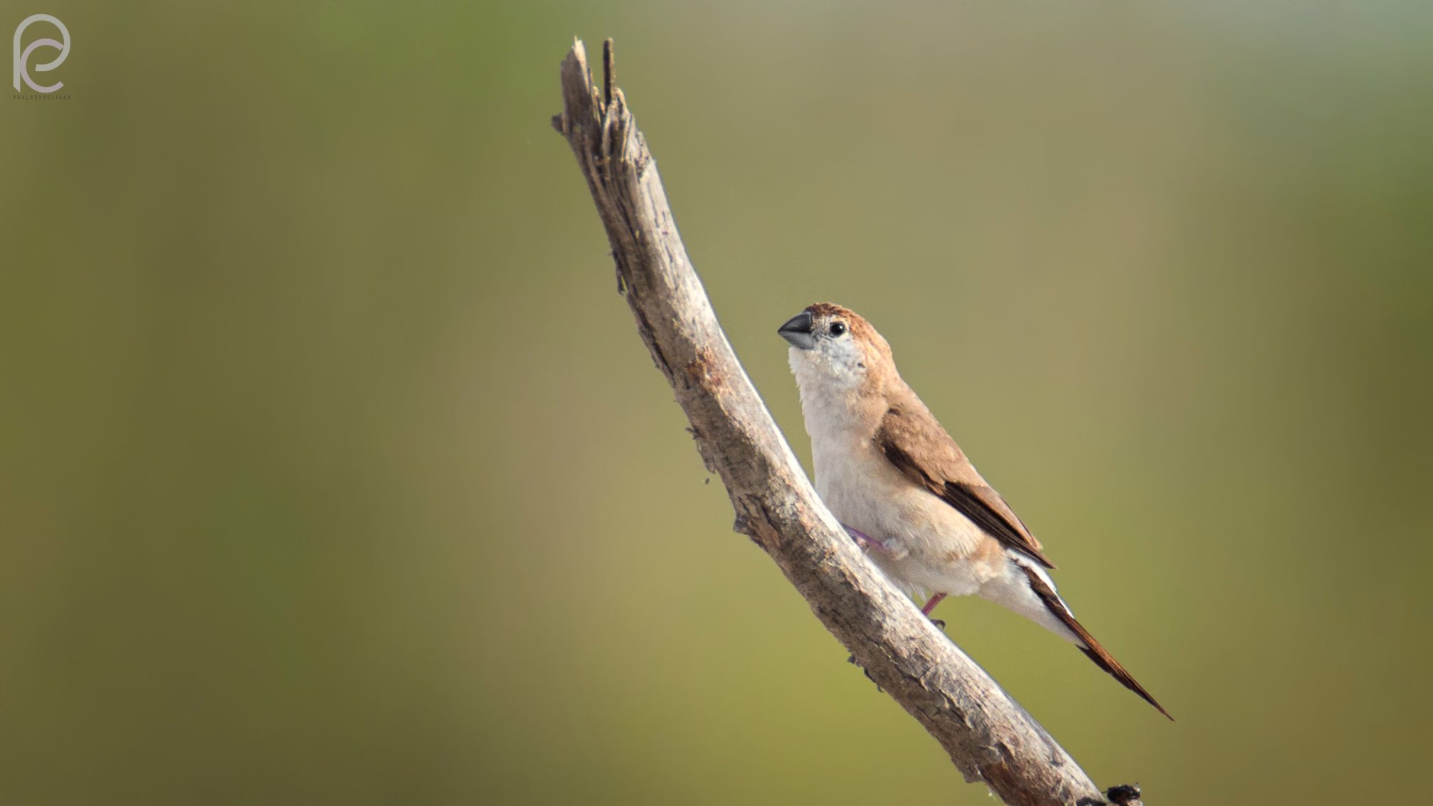 Indian Silverbill