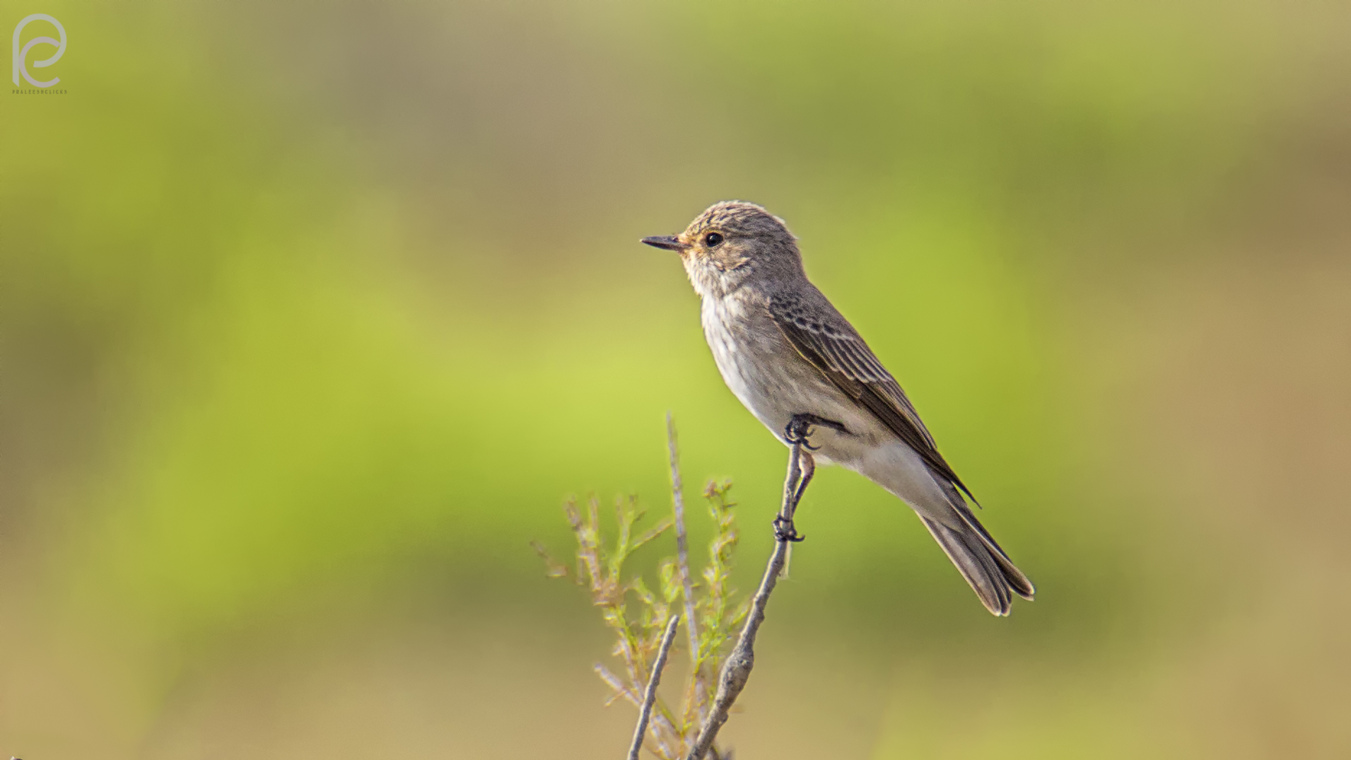 Spotted flycatcher