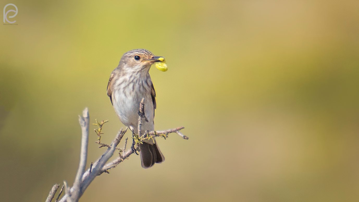 Spotted flycatcher