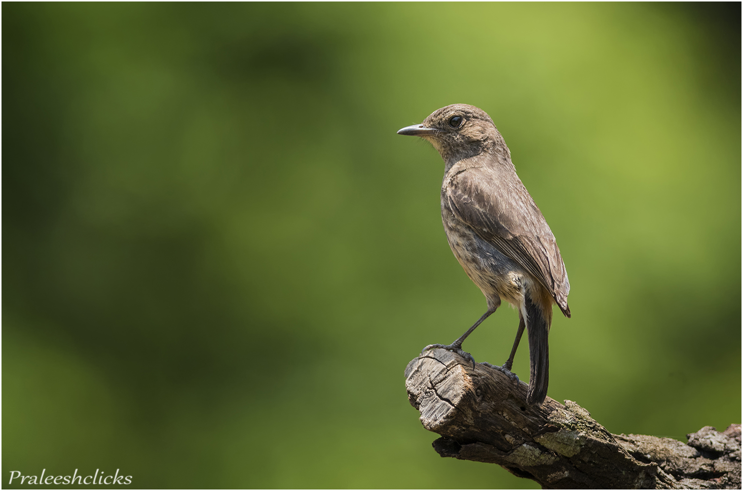 Peid Bushchat Female