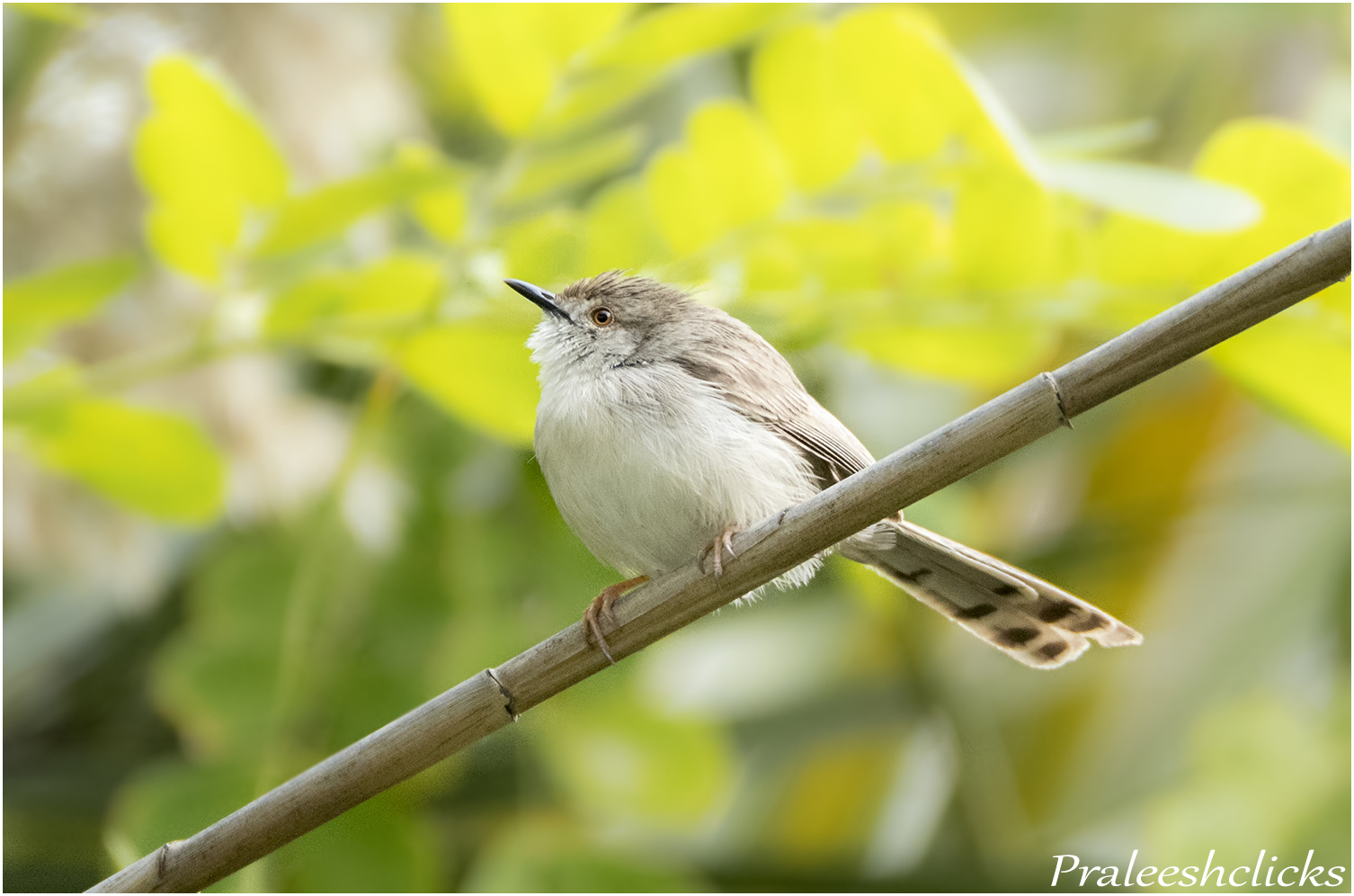 Graceful Prinia