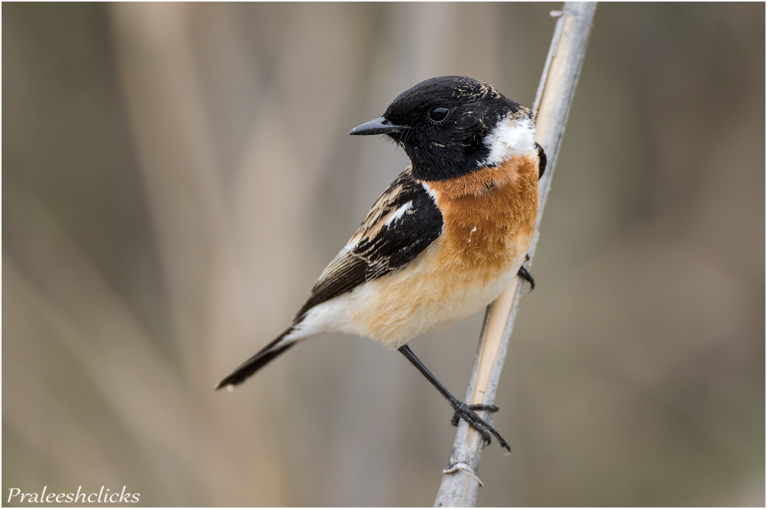 Stonechat Male