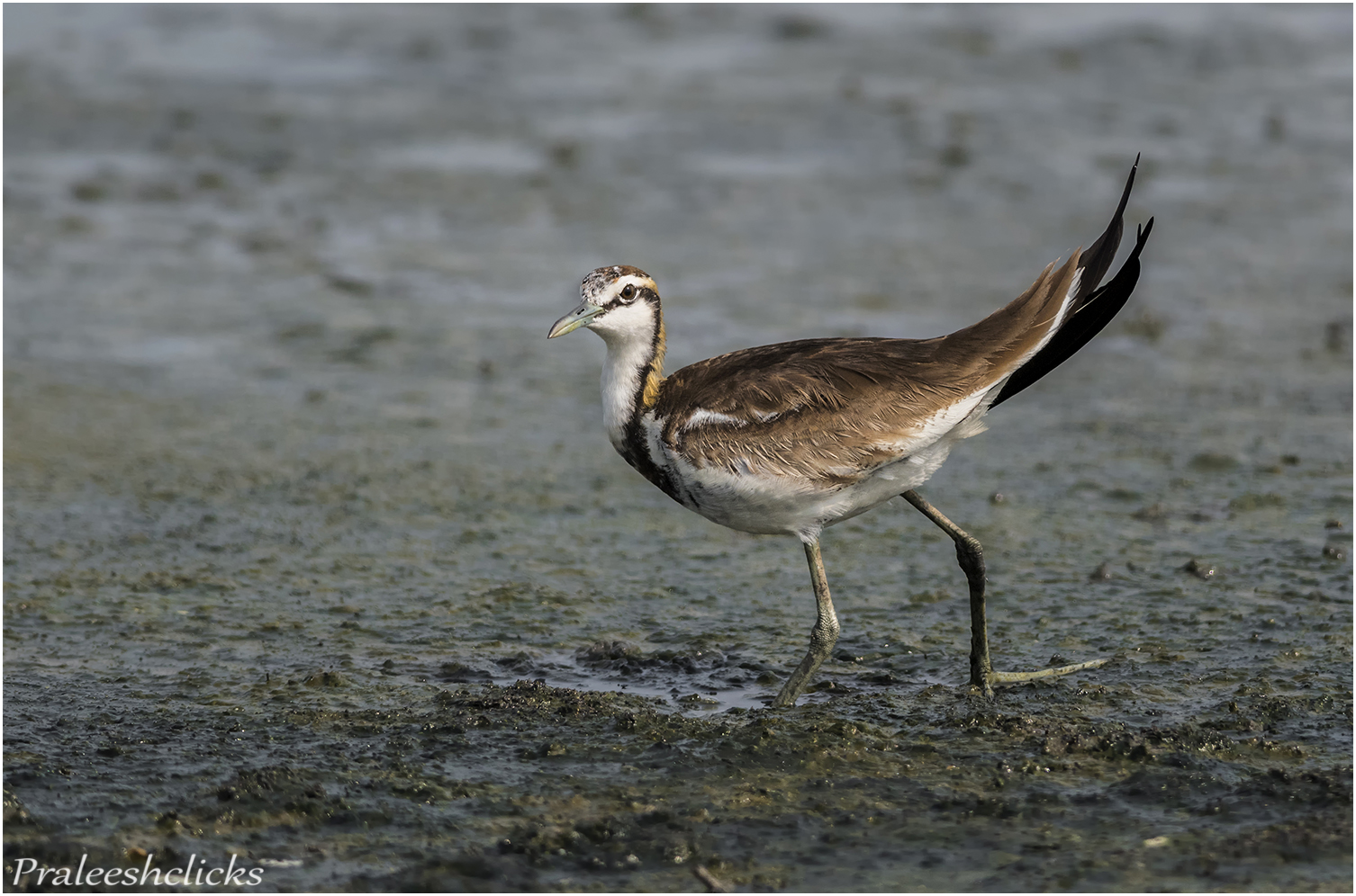 Phesant Tailed Jacana