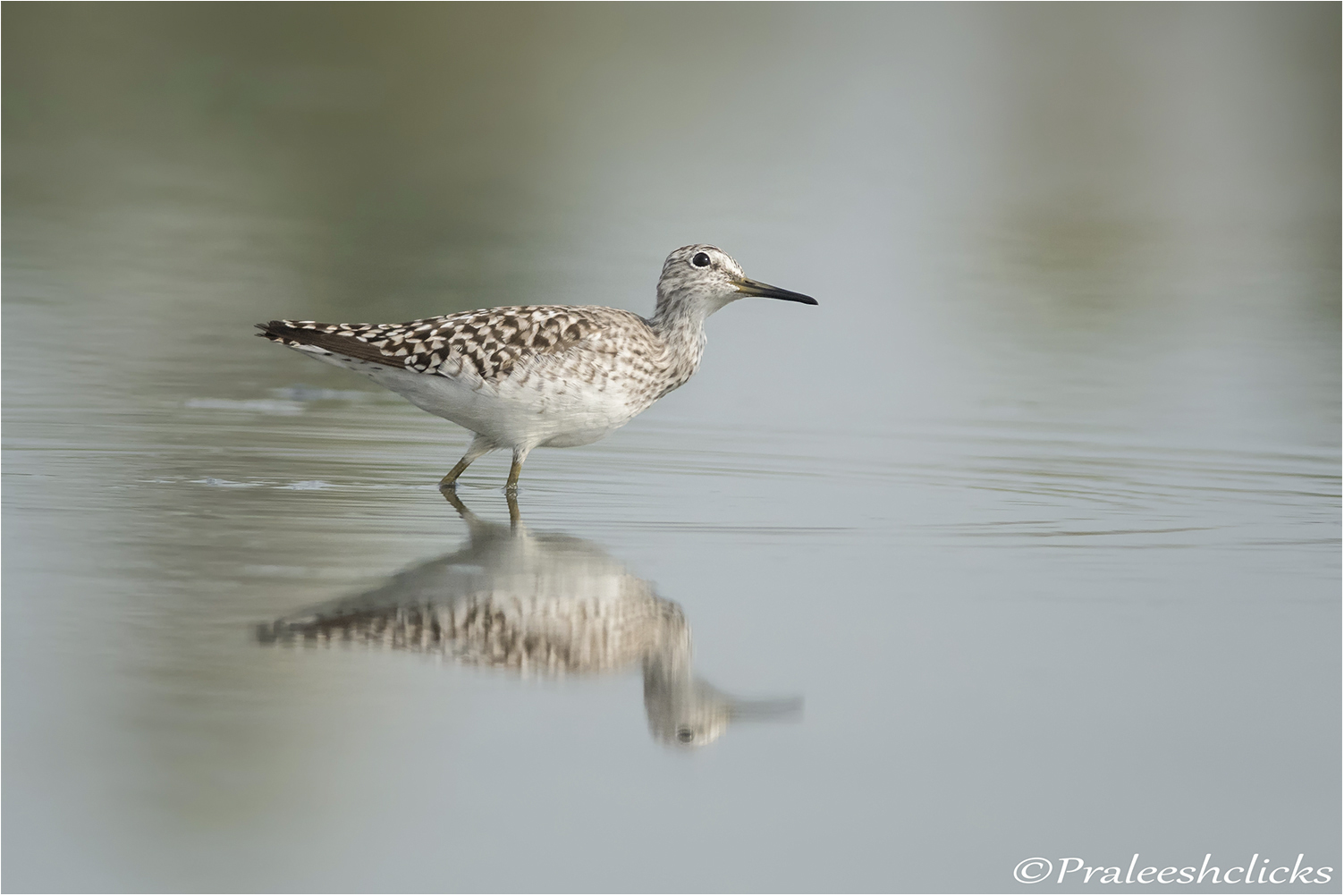 Wood Sandpiper
