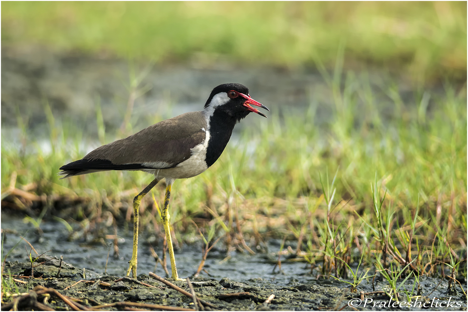 Red Walted Lapwing
