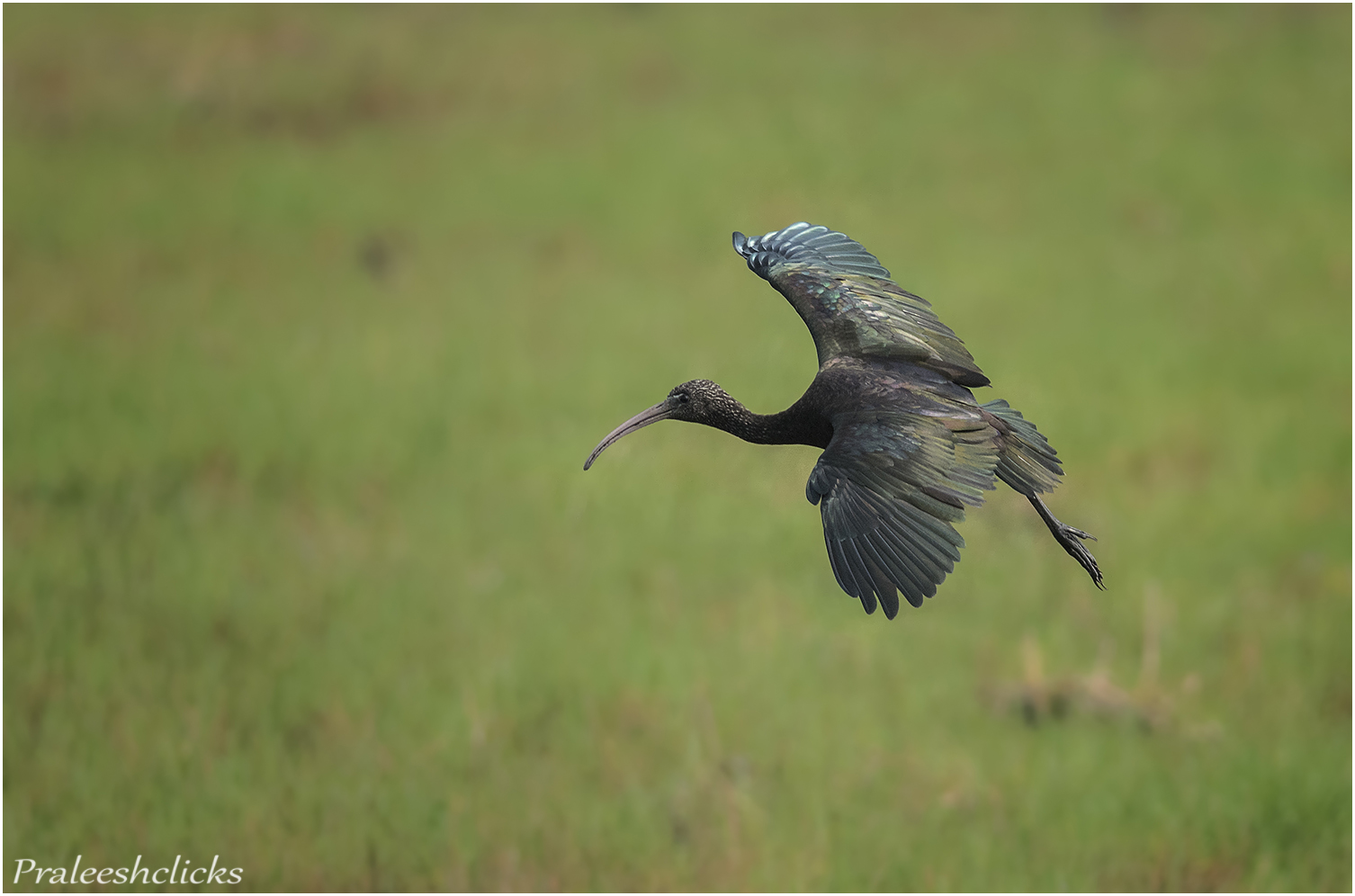 Glossy Ibis