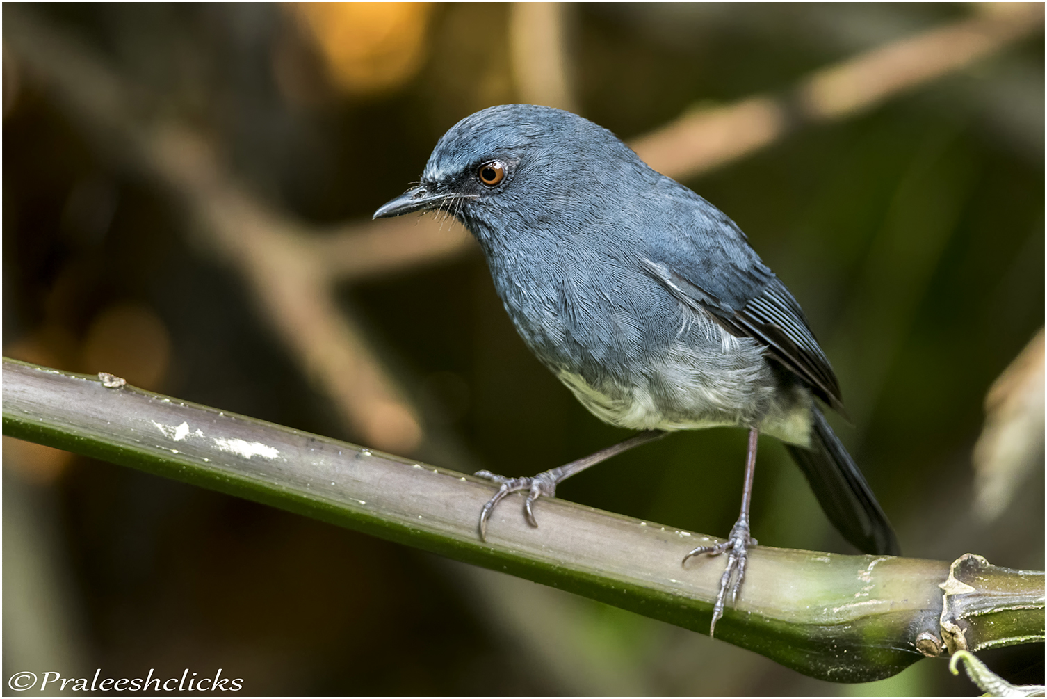 White Bellied Blue Robin