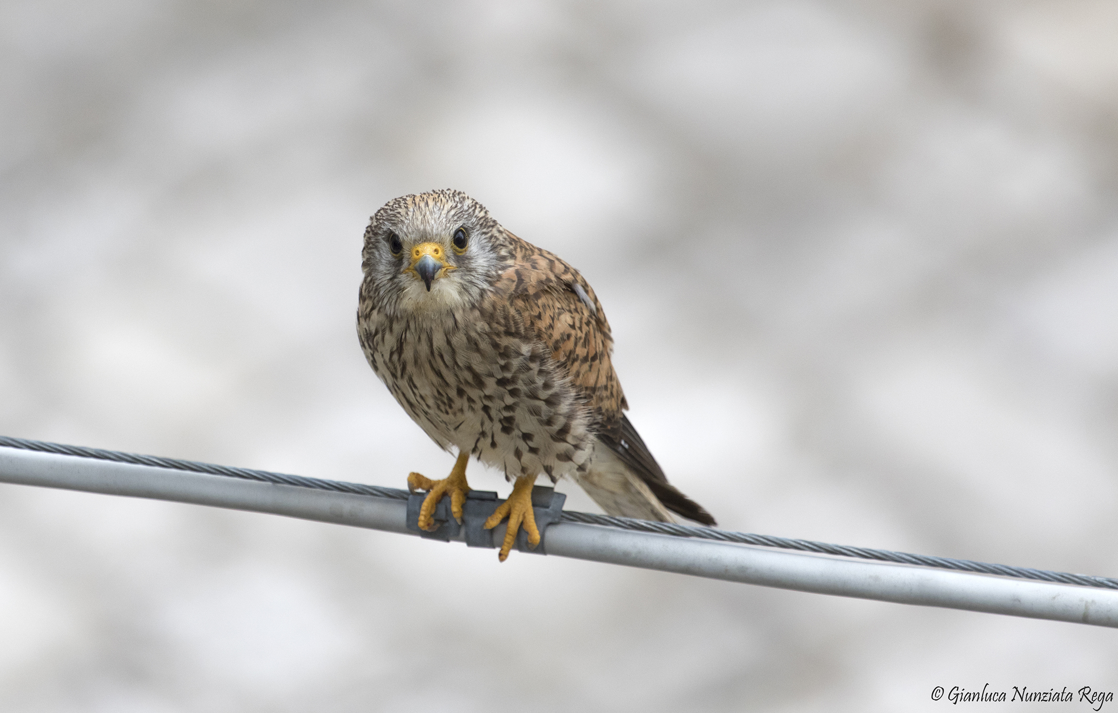 Intense look - Grill