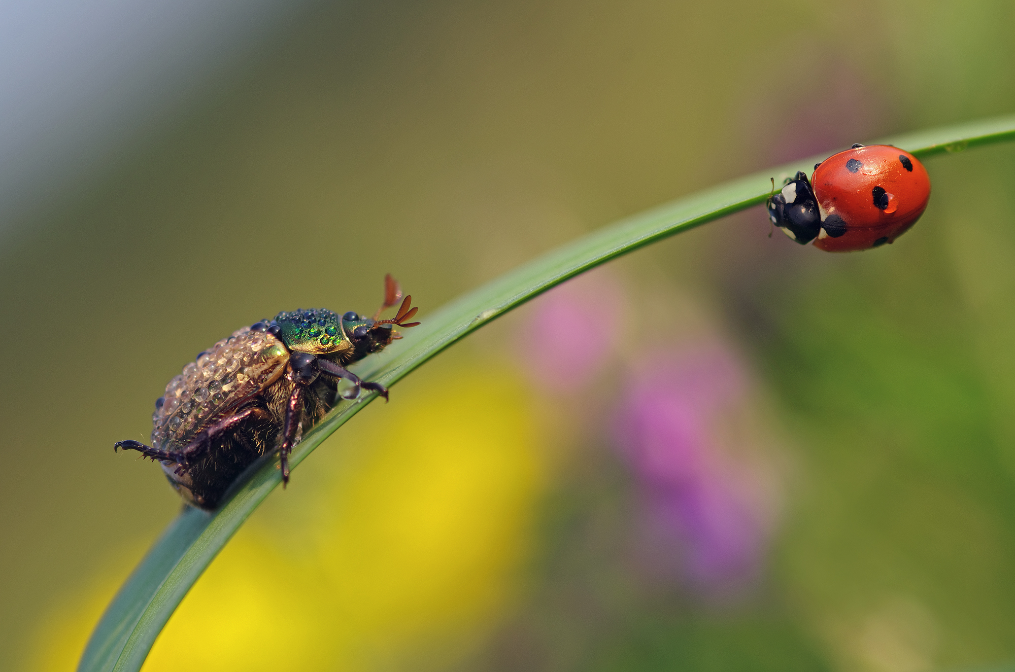 Maggiolino e coccinella