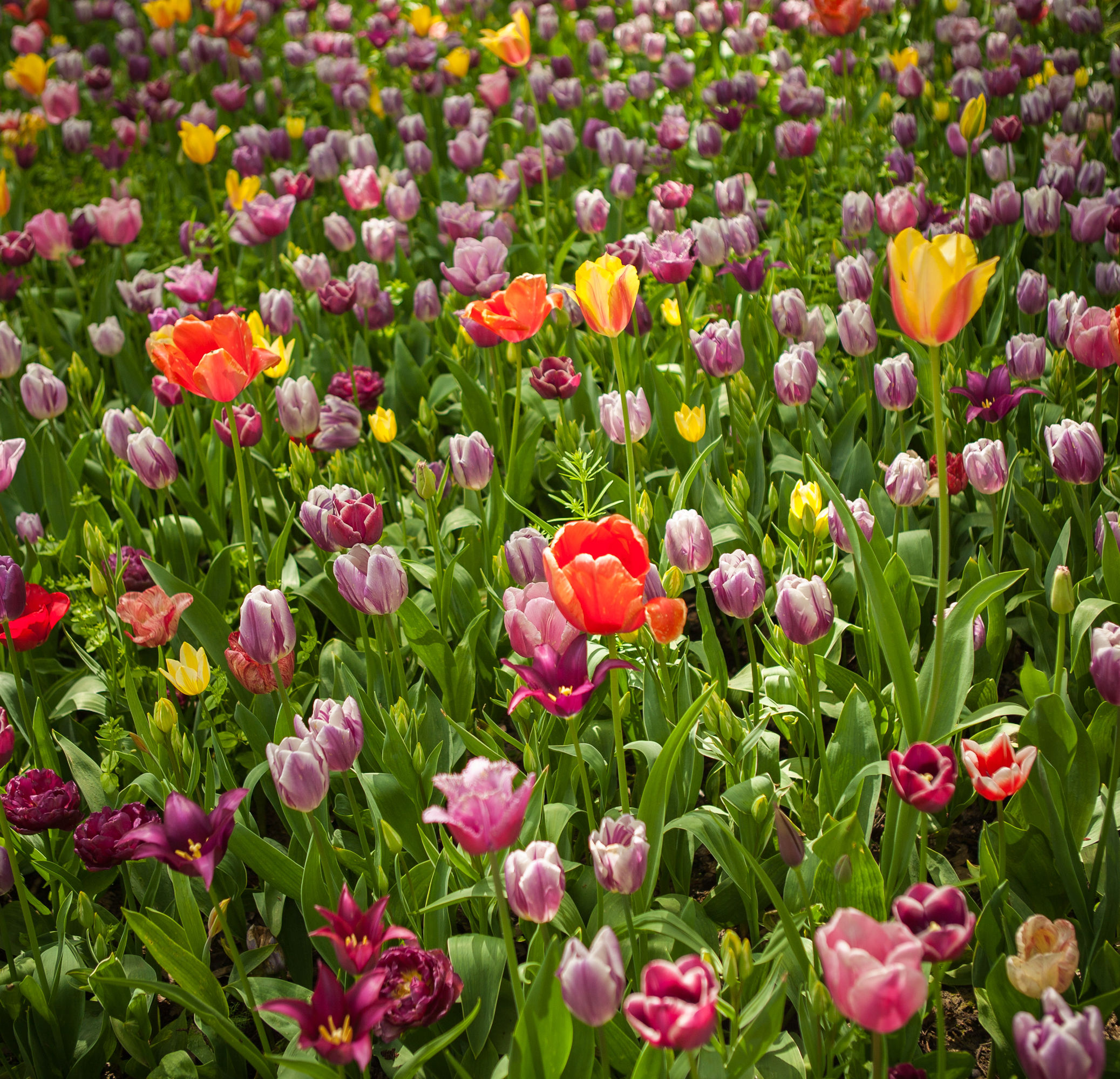 Tulips field