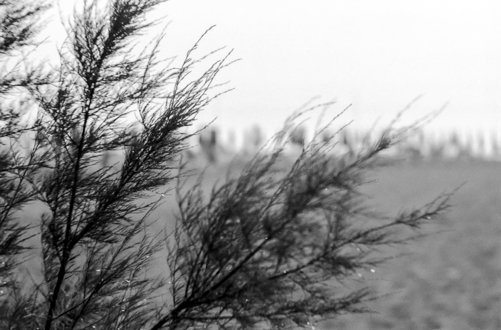 Try nn Ilford reflexes archaic