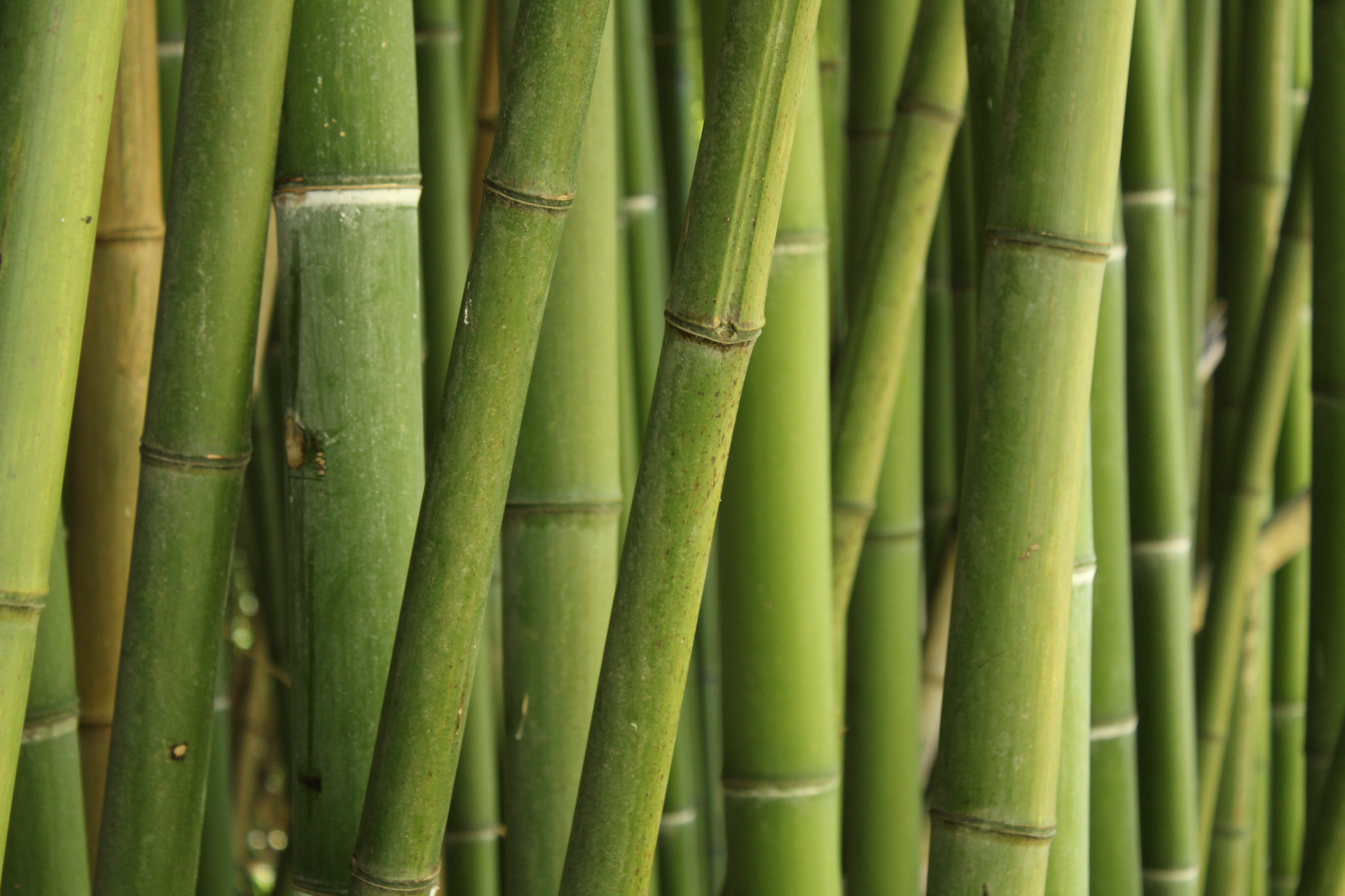 Bamboo
