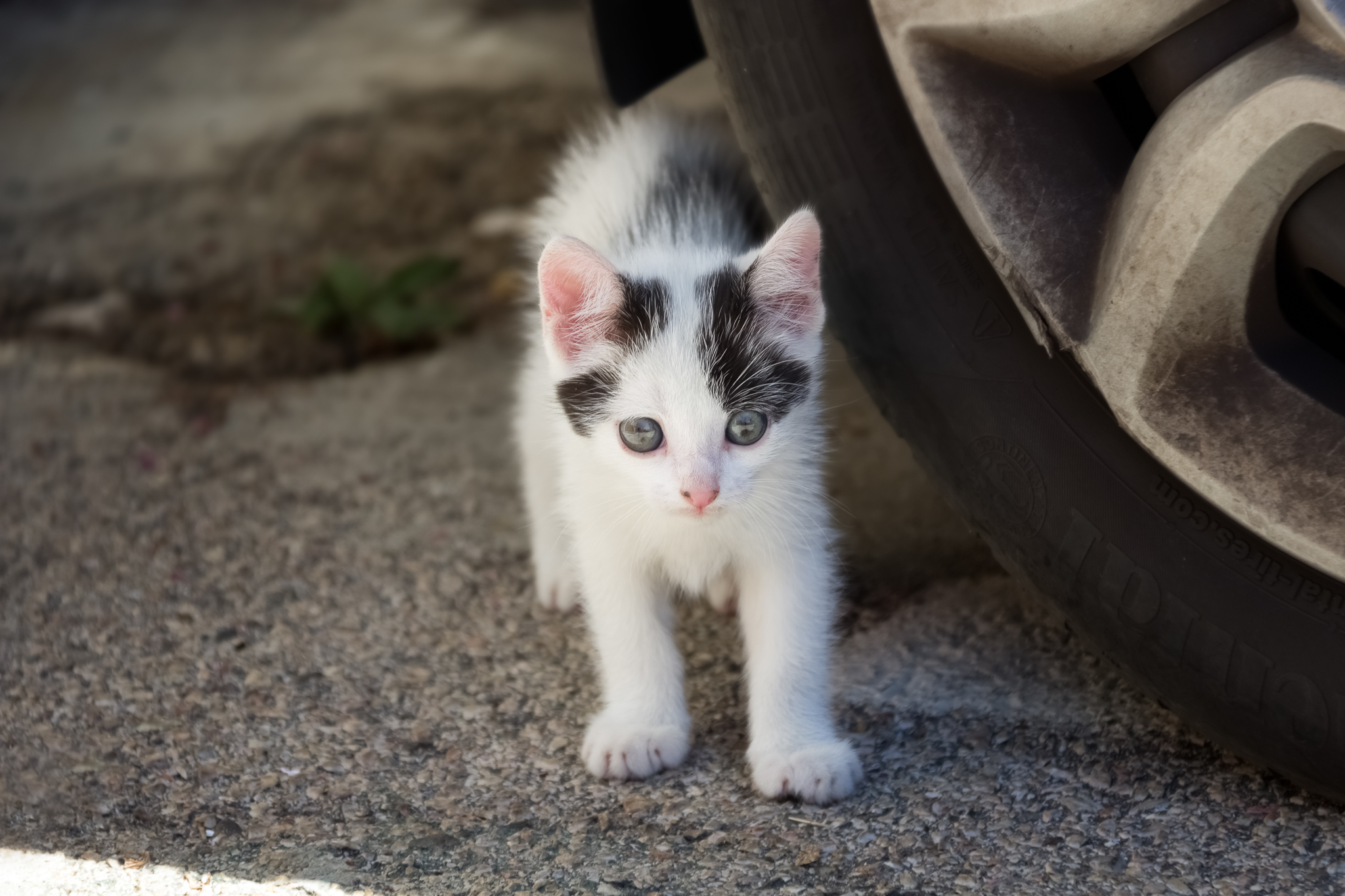 Resident of Roccastrada