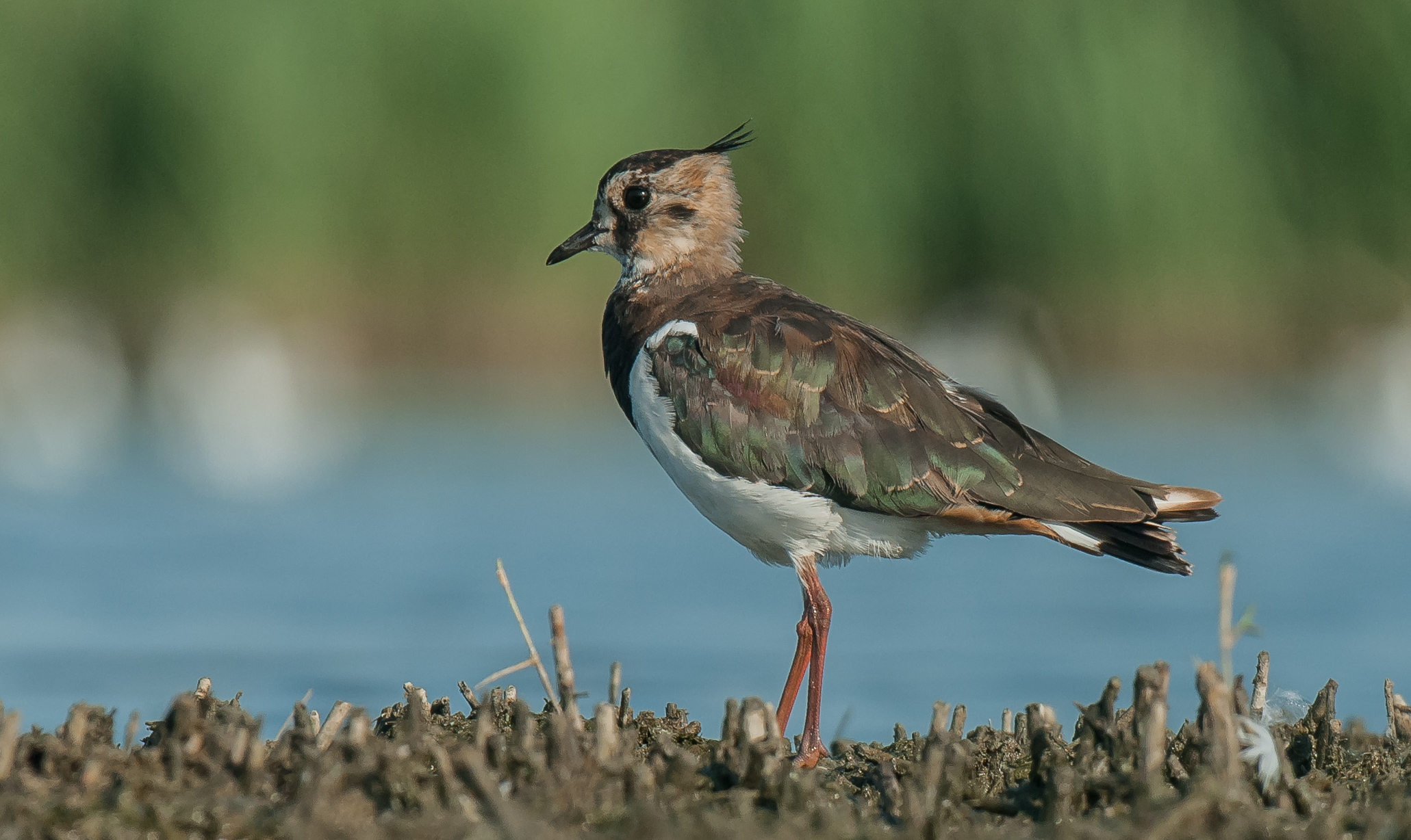 lapwing