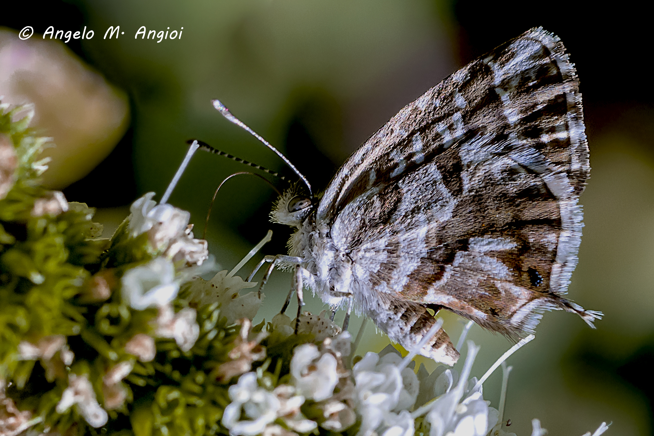 farfalle del mio giardino