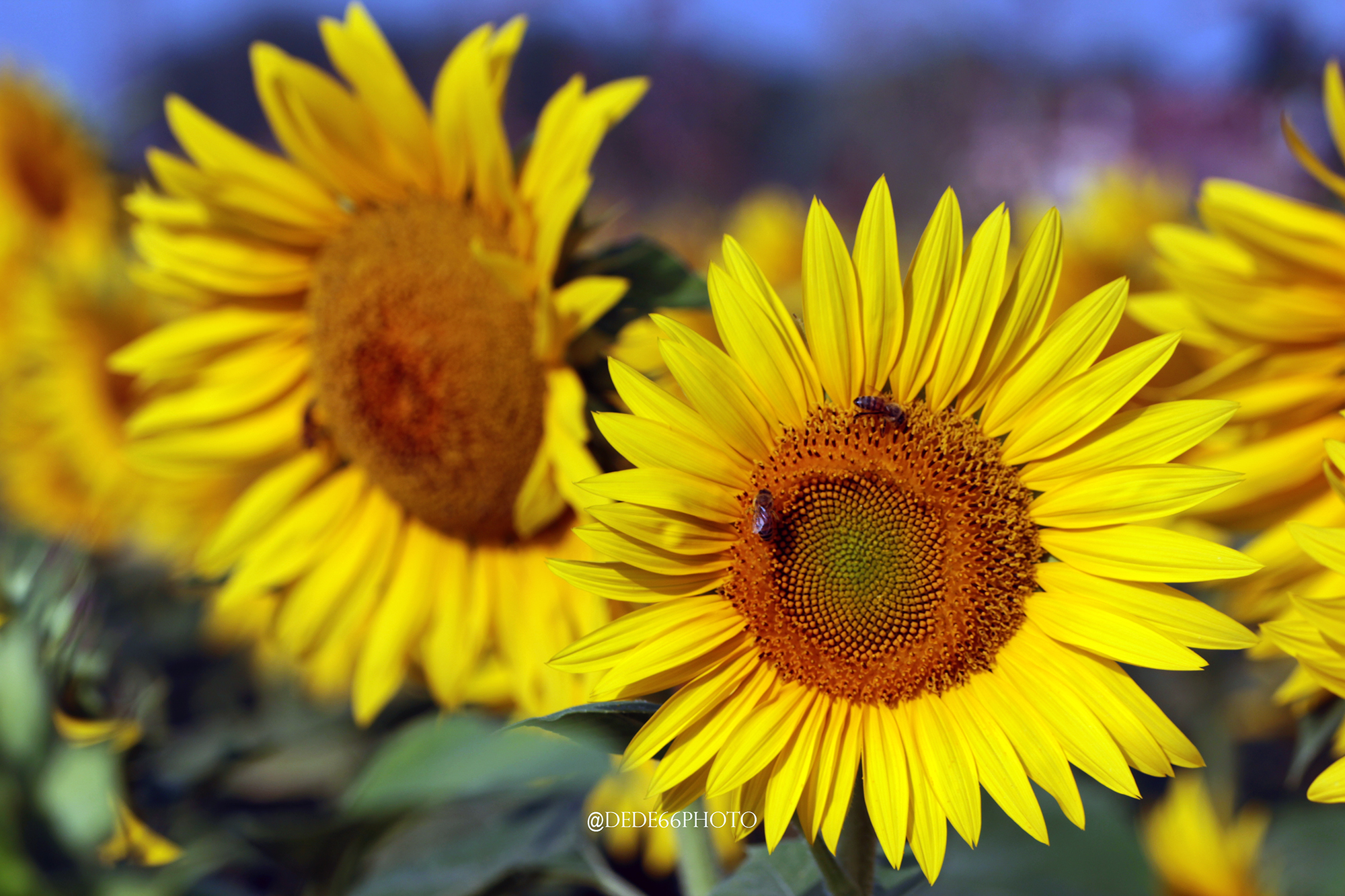 A Sunflower For Two.