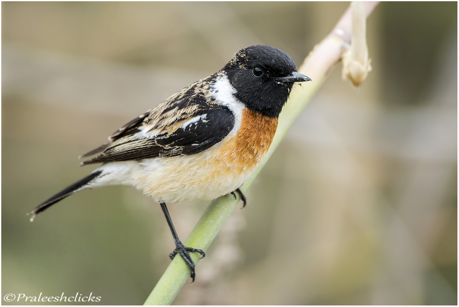 Stonechat