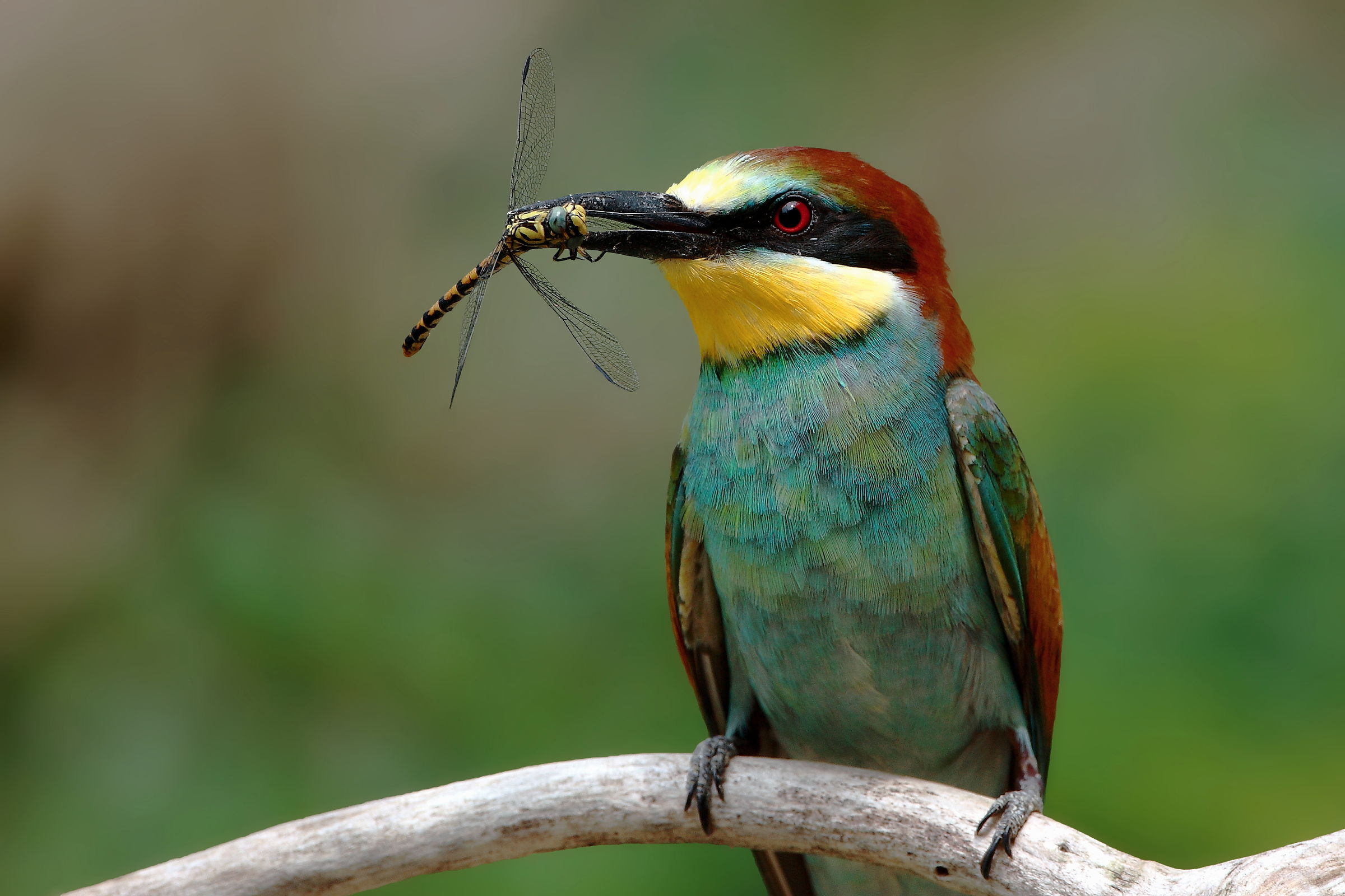 Unfortunate dragonfly.