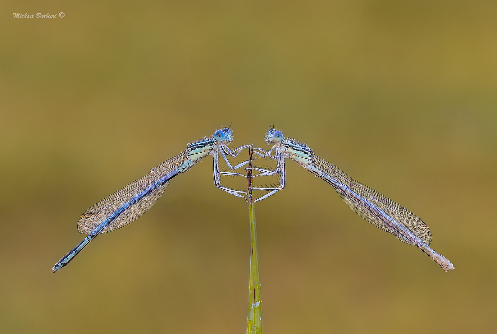 Platycnemis-pennipes-&female;&male;