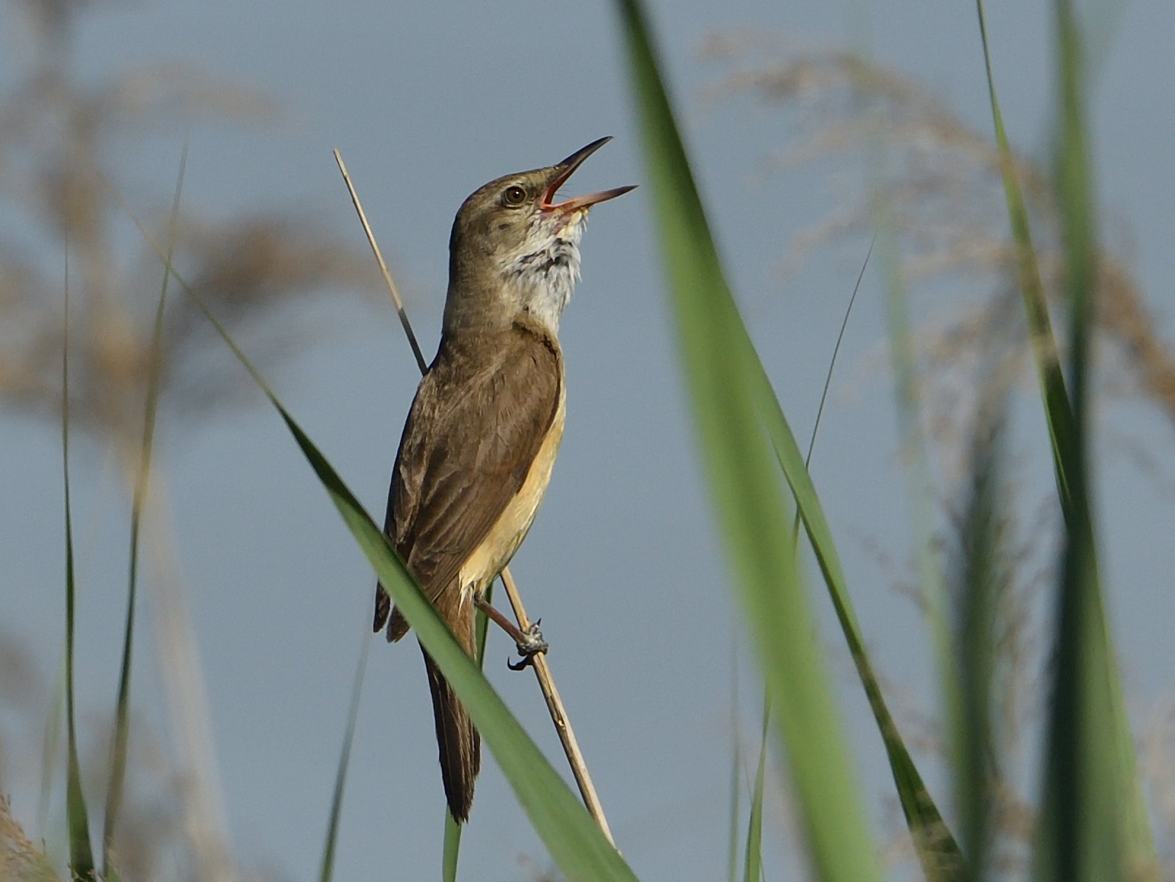 great reed warbler