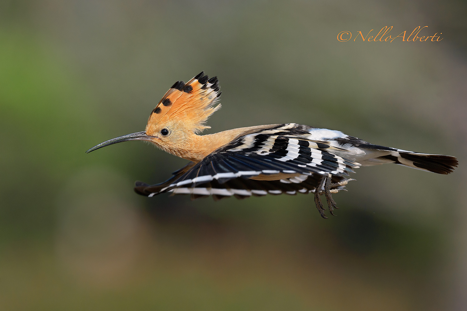 upupa in volo orizzontale