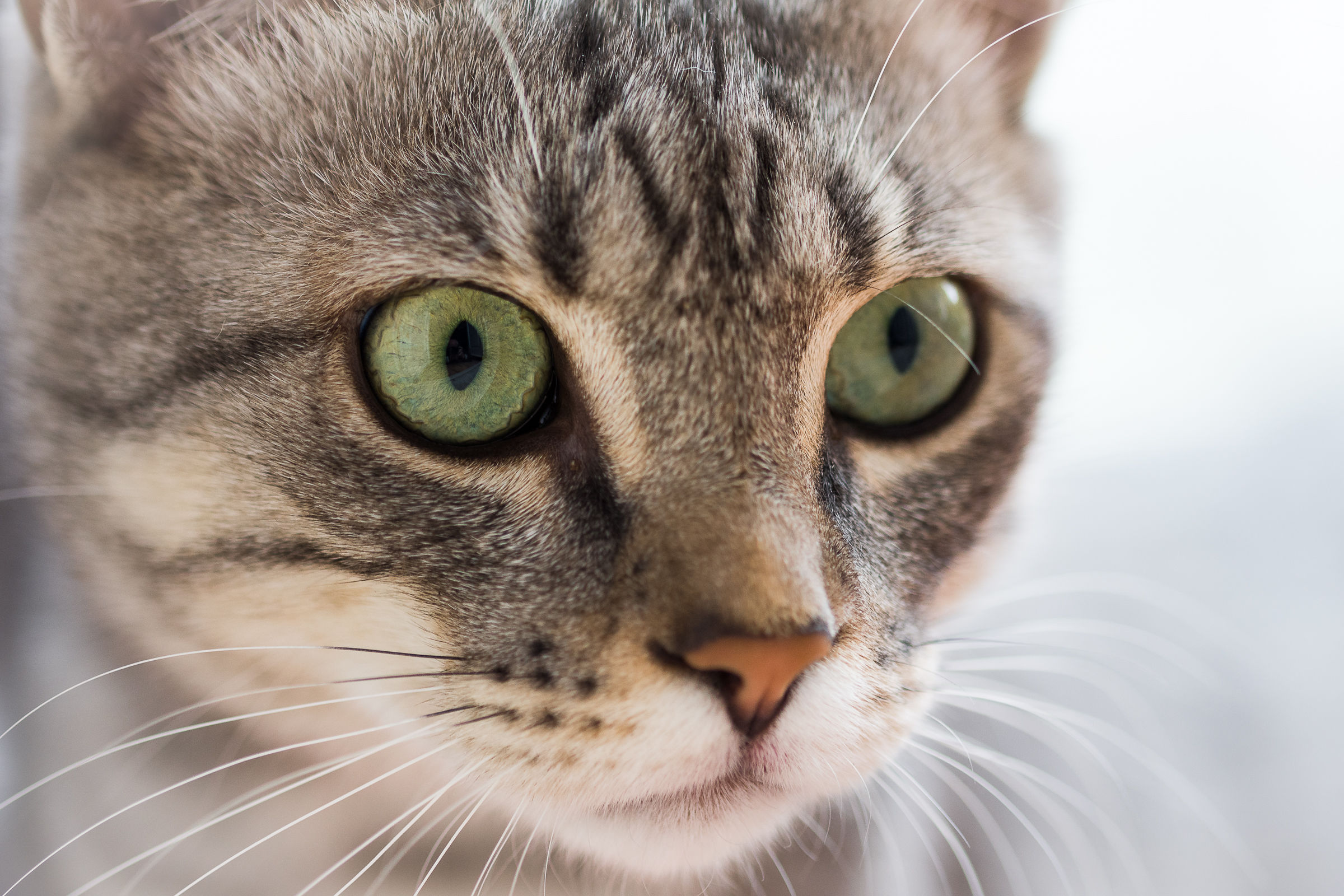 I'll stay forever a predator