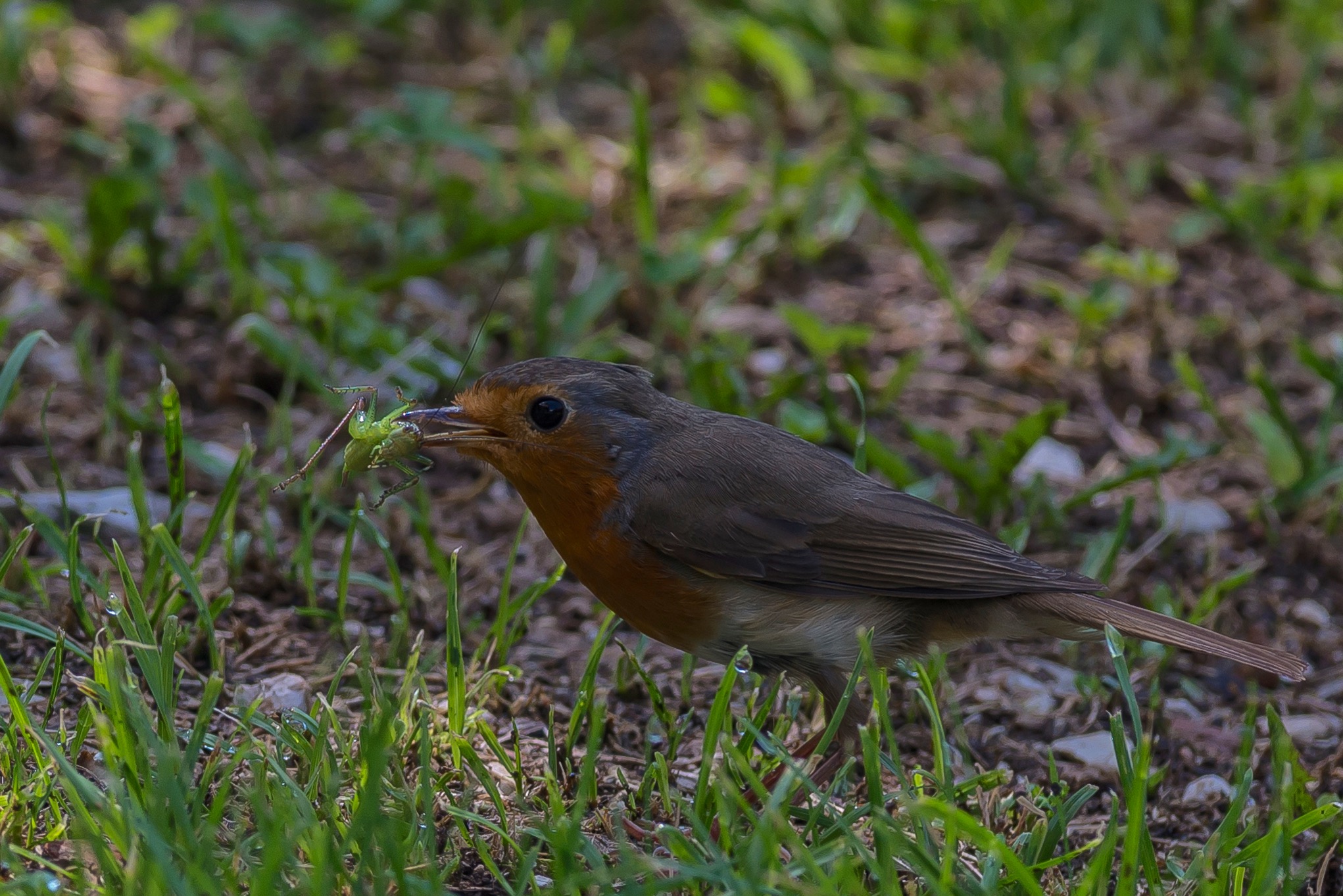 Imbeccata ( estiva )