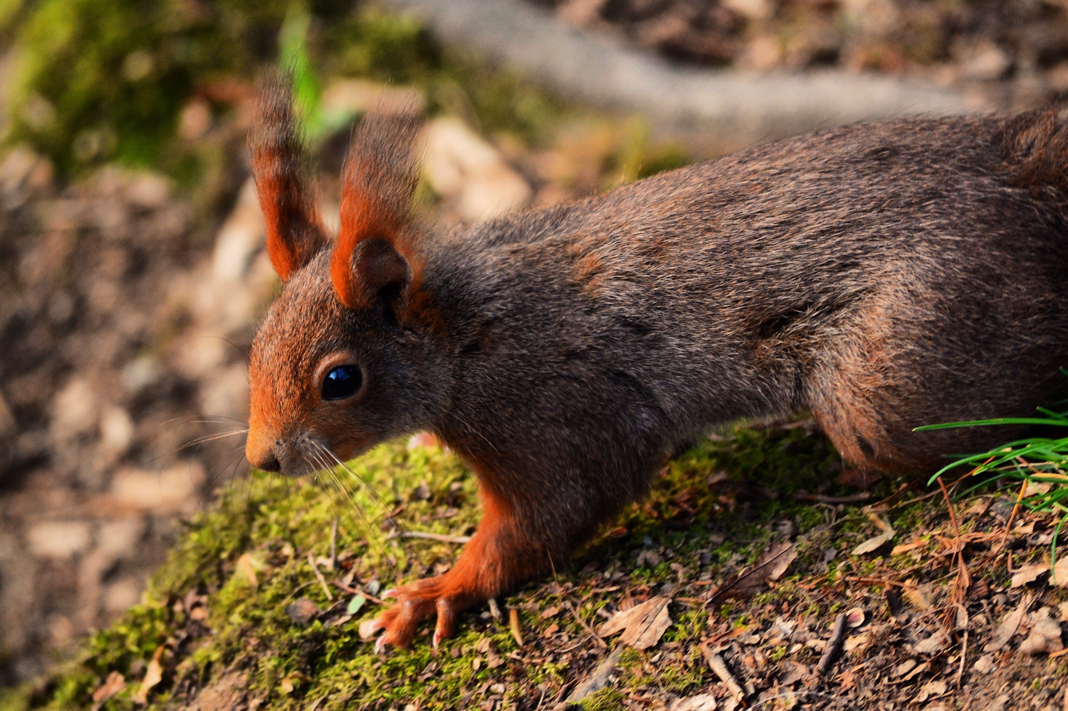Red squirrel
