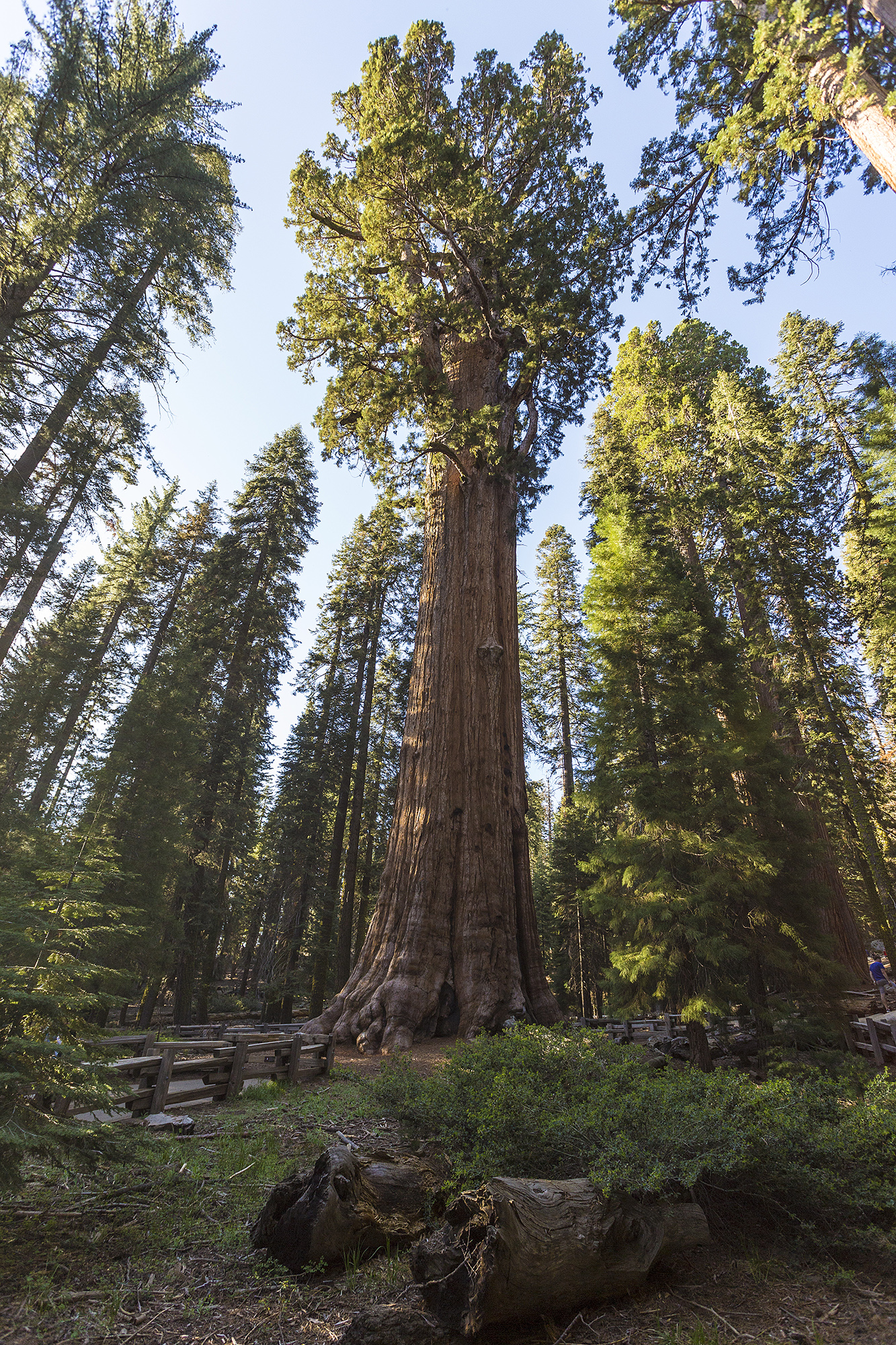 giant forest
