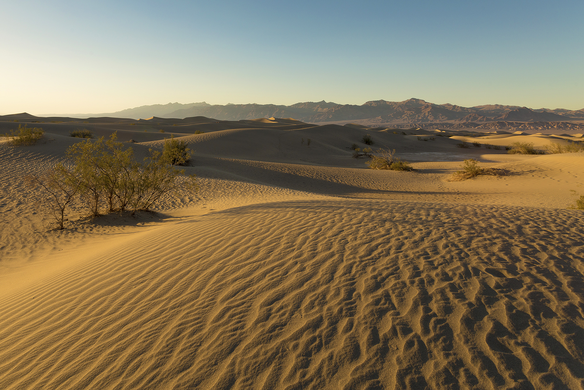 Mesquite sand dunes