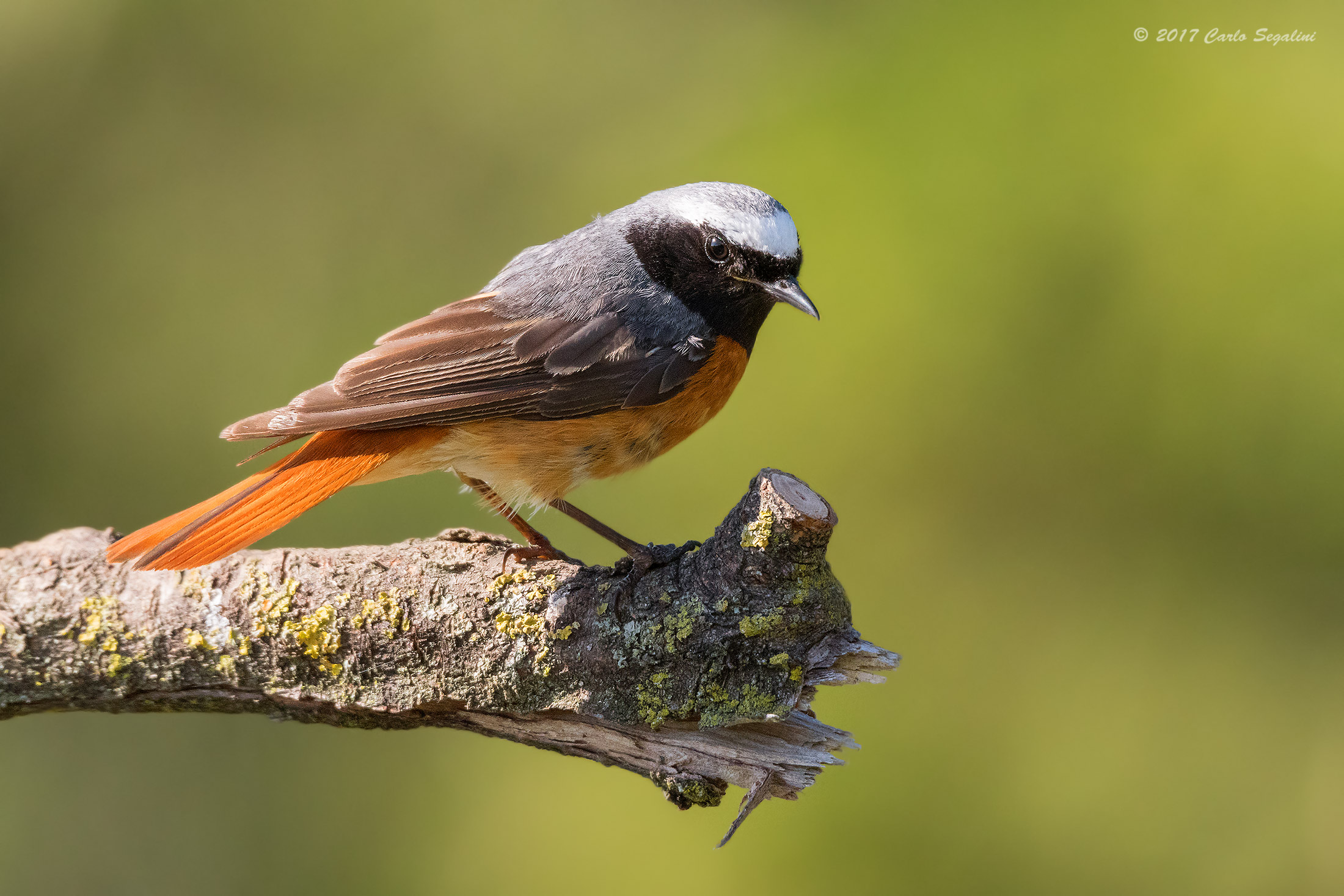 Redstart