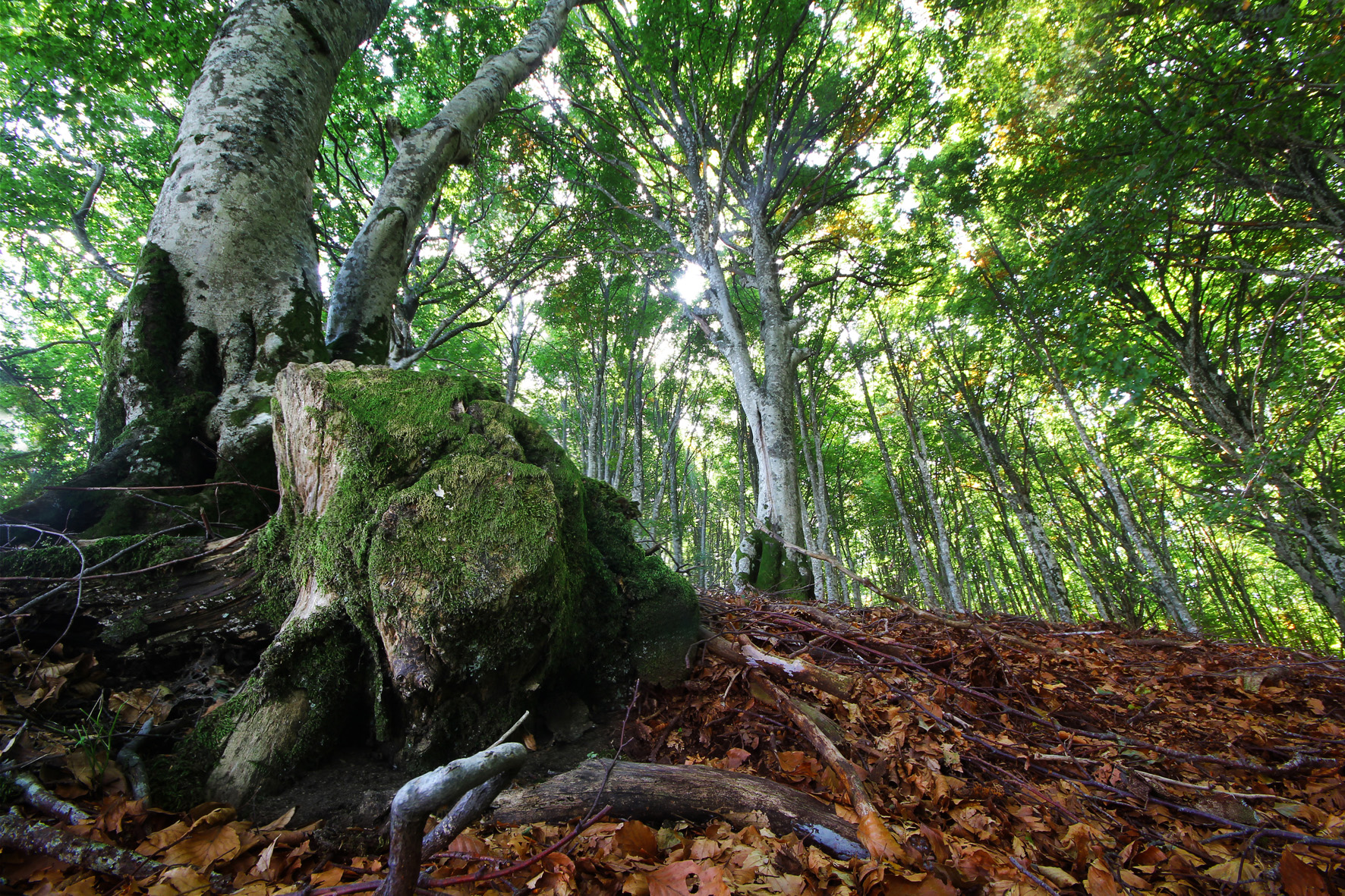 Bosco di Piano La Foa - Avellino