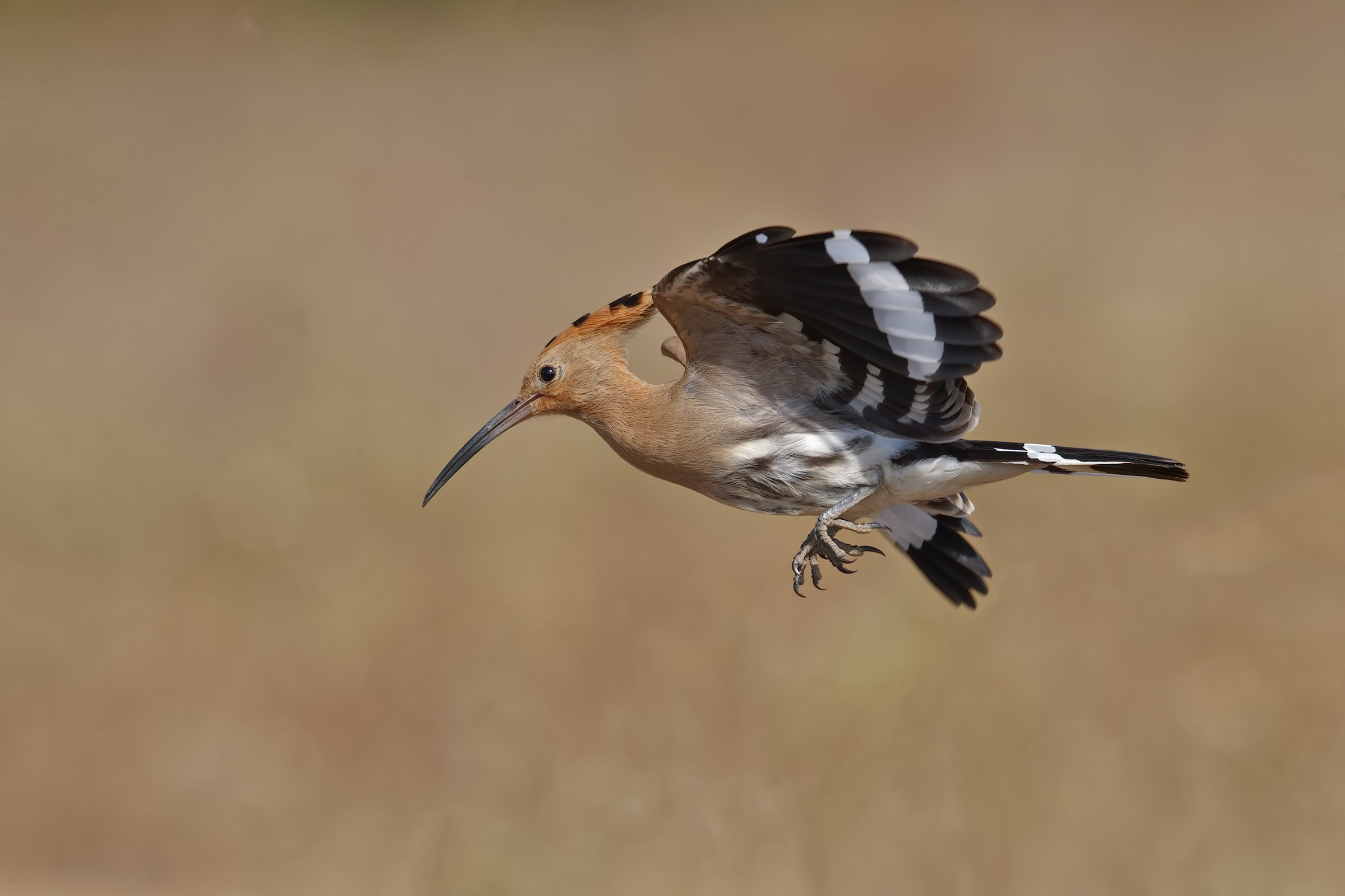 Hoopoe