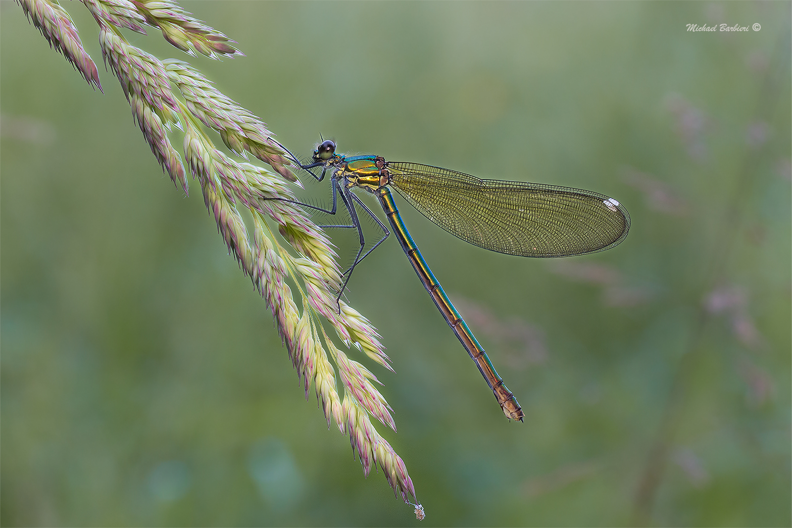 Calopteryx splendens &female;