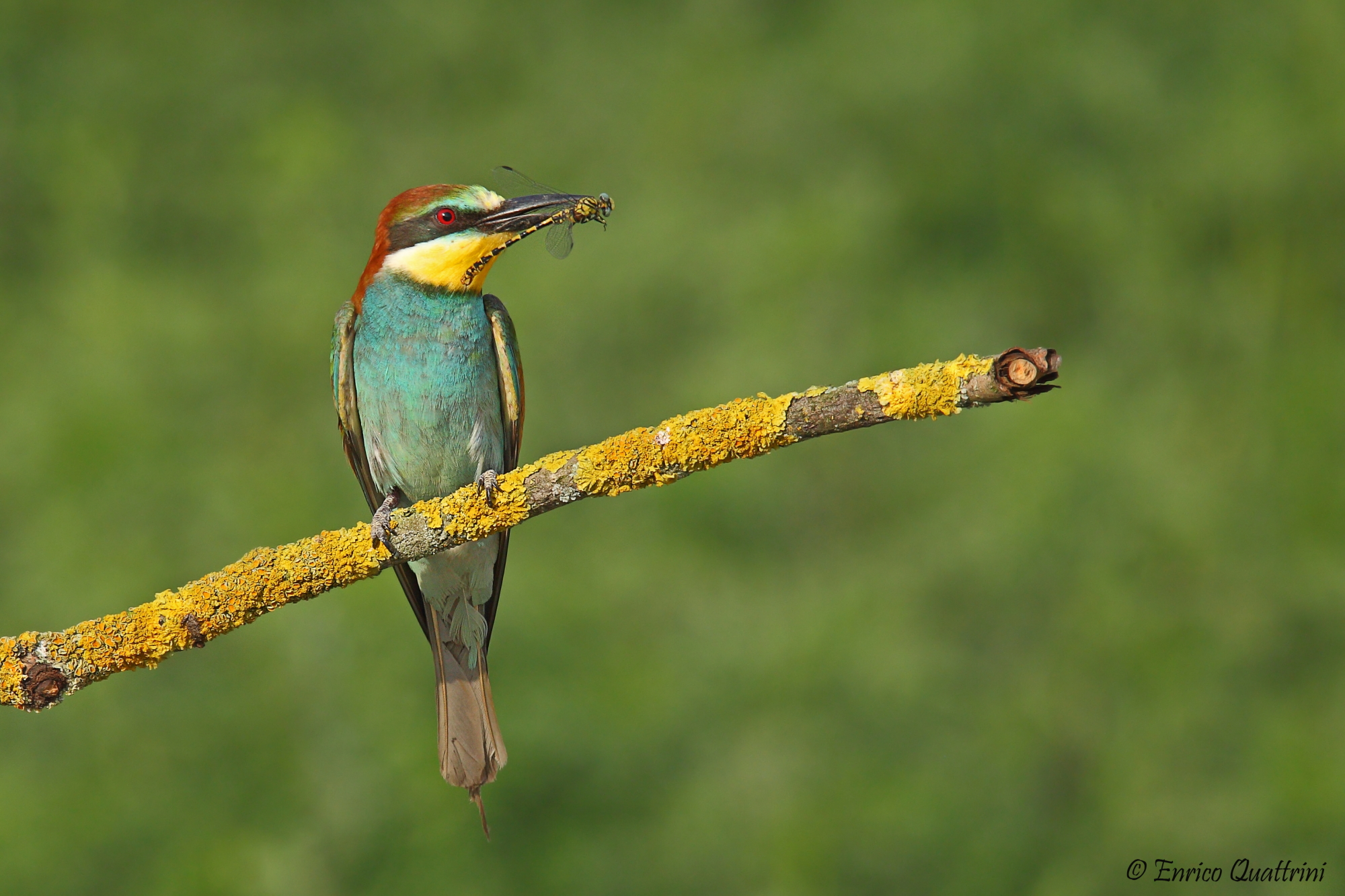 Bee eater