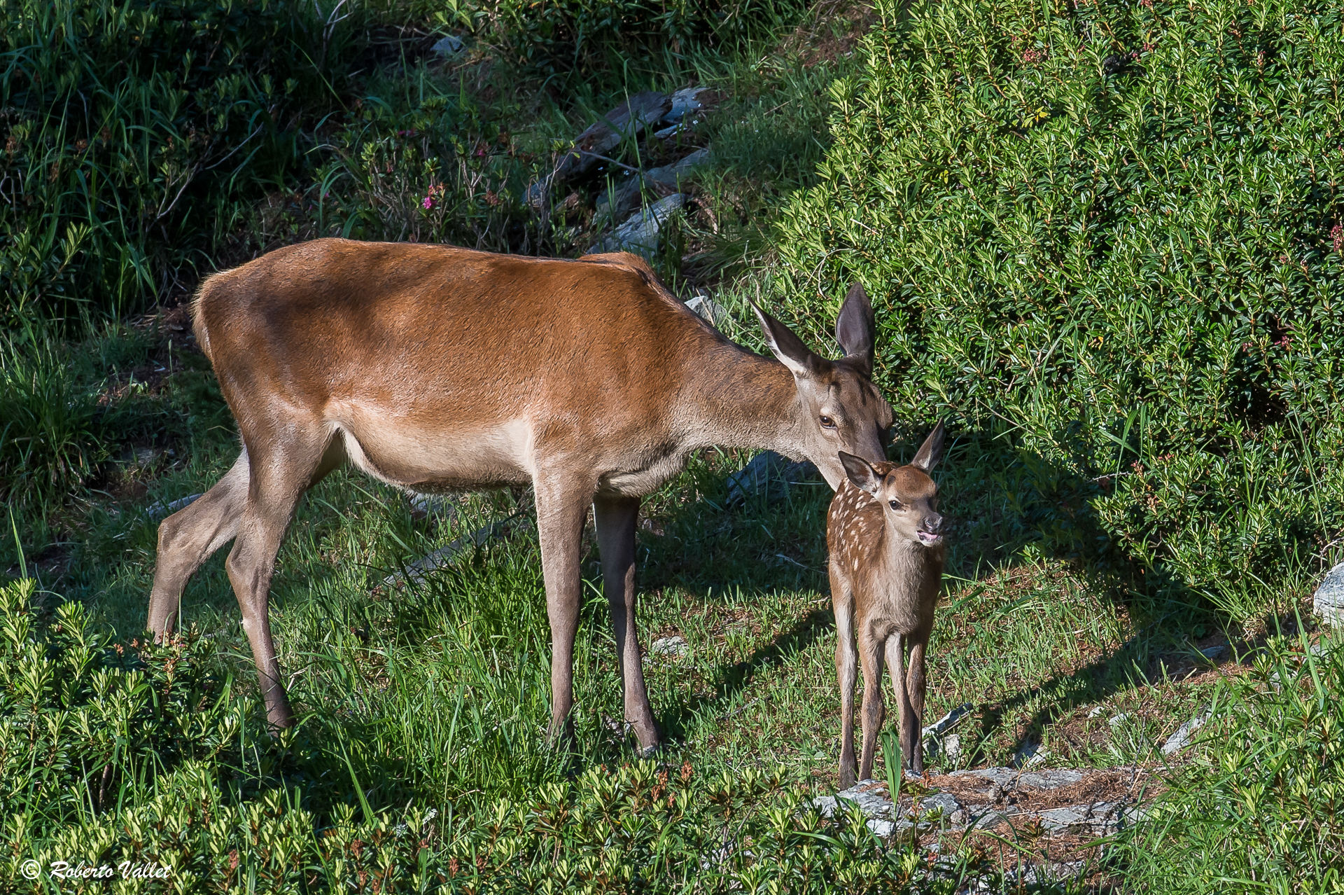 Tenereze, early morning ...