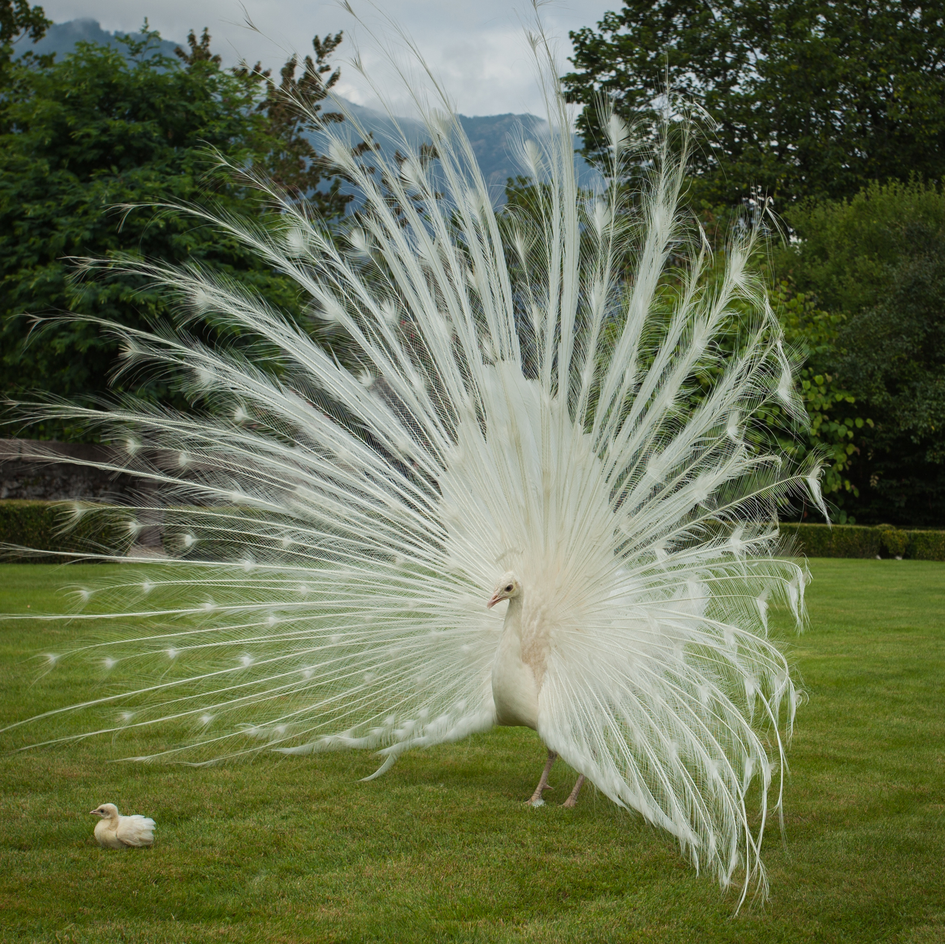 White indian peacock and his chick